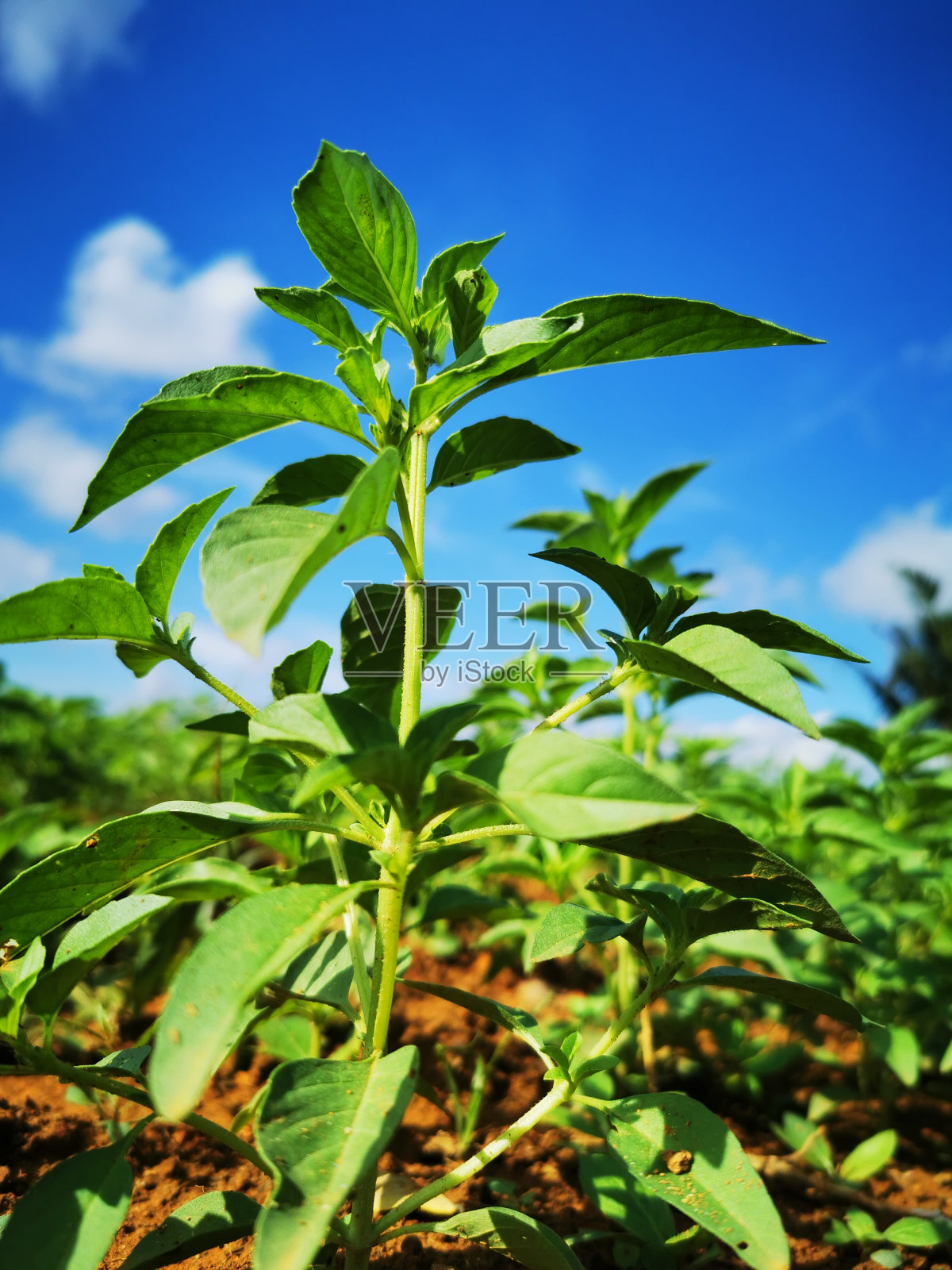 在明亮的蓝天映衬下，野罗勒草(Ocimum tenuiflorum)的特写，通常被称为圣罗勒，tulsi, tulasi, kemangi或surawung照片摄影图片