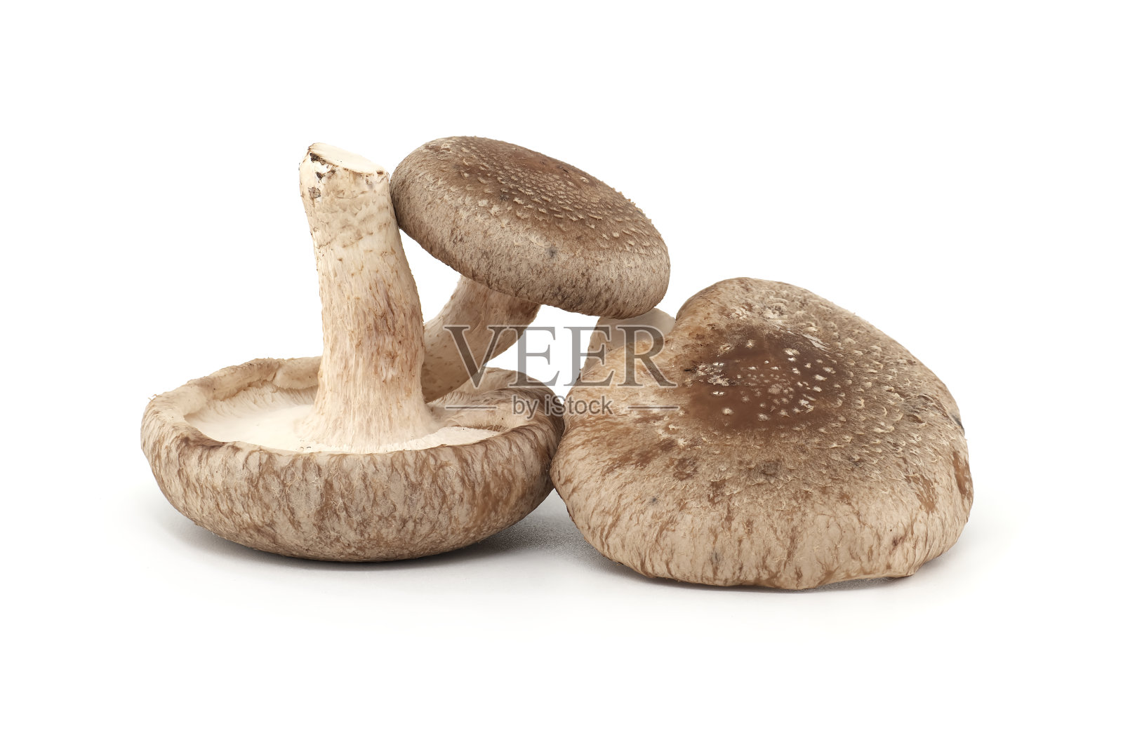 白色背景上分离的香菇照片摄影图片