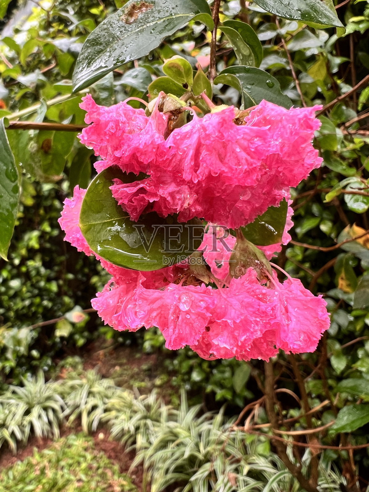 雨后花园照片摄影图片