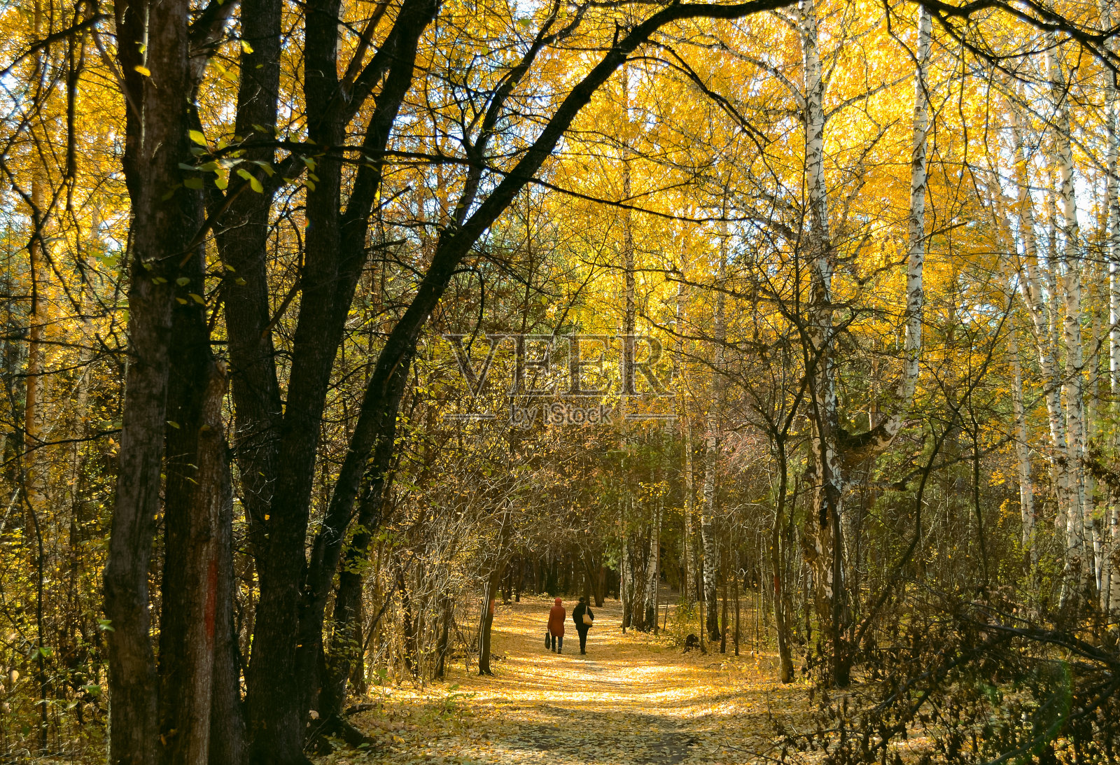 后面的两个女人沿着秋天森林里的小路走着照片摄影图片