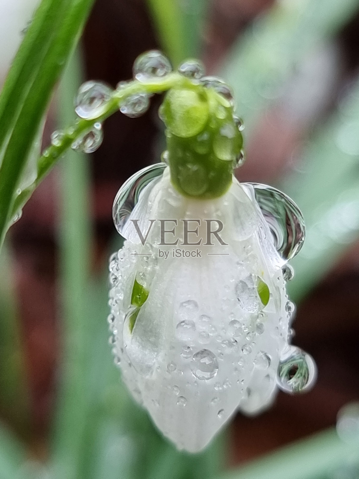 雨中的雪莲照片摄影图片