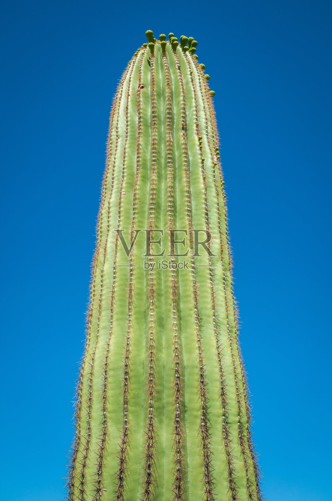 萨瓜罗国家公园著名的仙人掌照片摄影图片