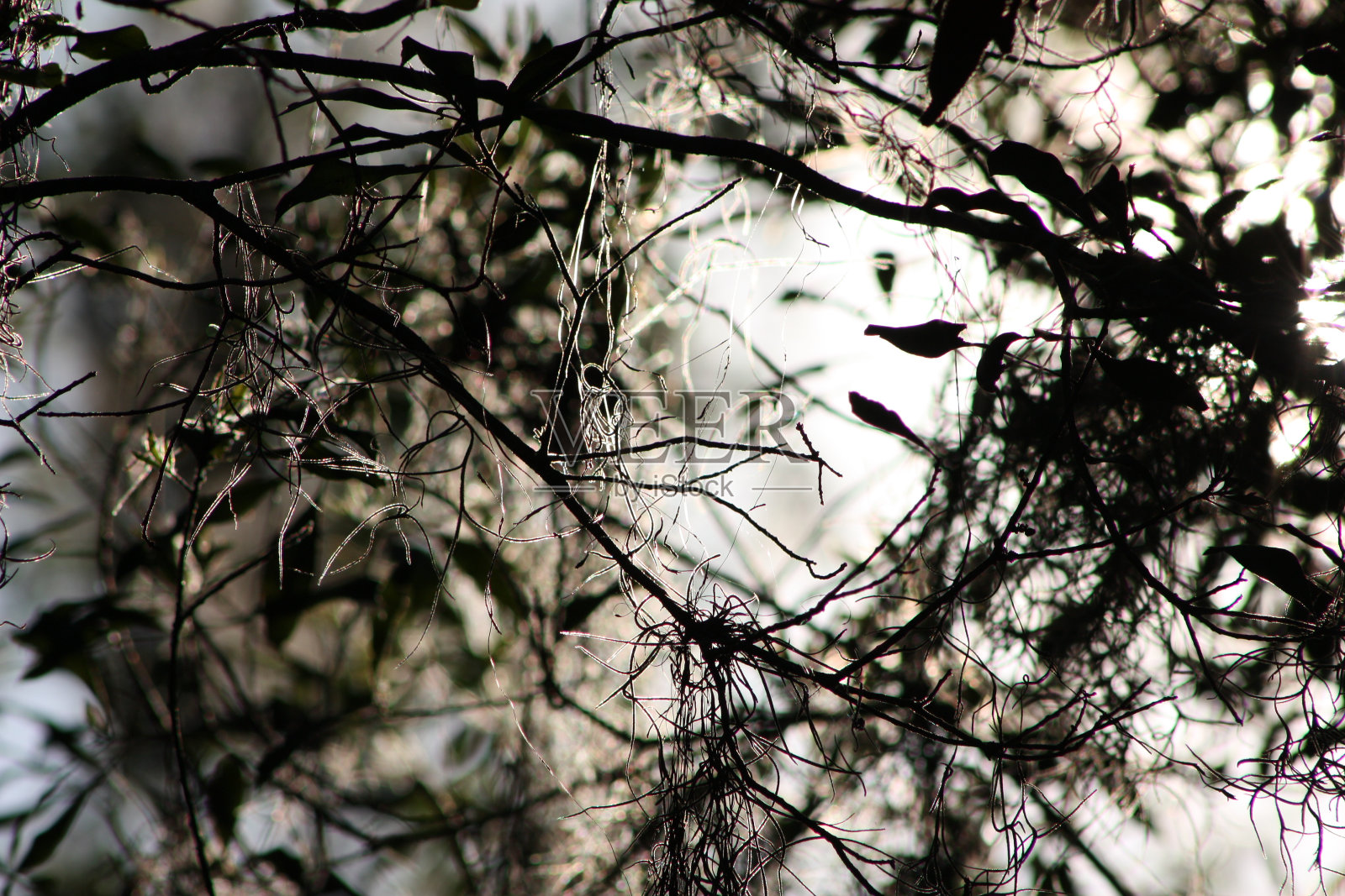 阳光透过苔藓照片摄影图片