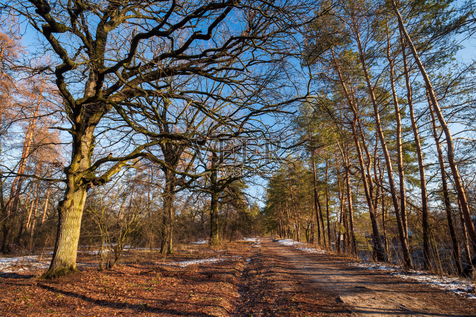 早春景观与森林中的土路照片摄影图片