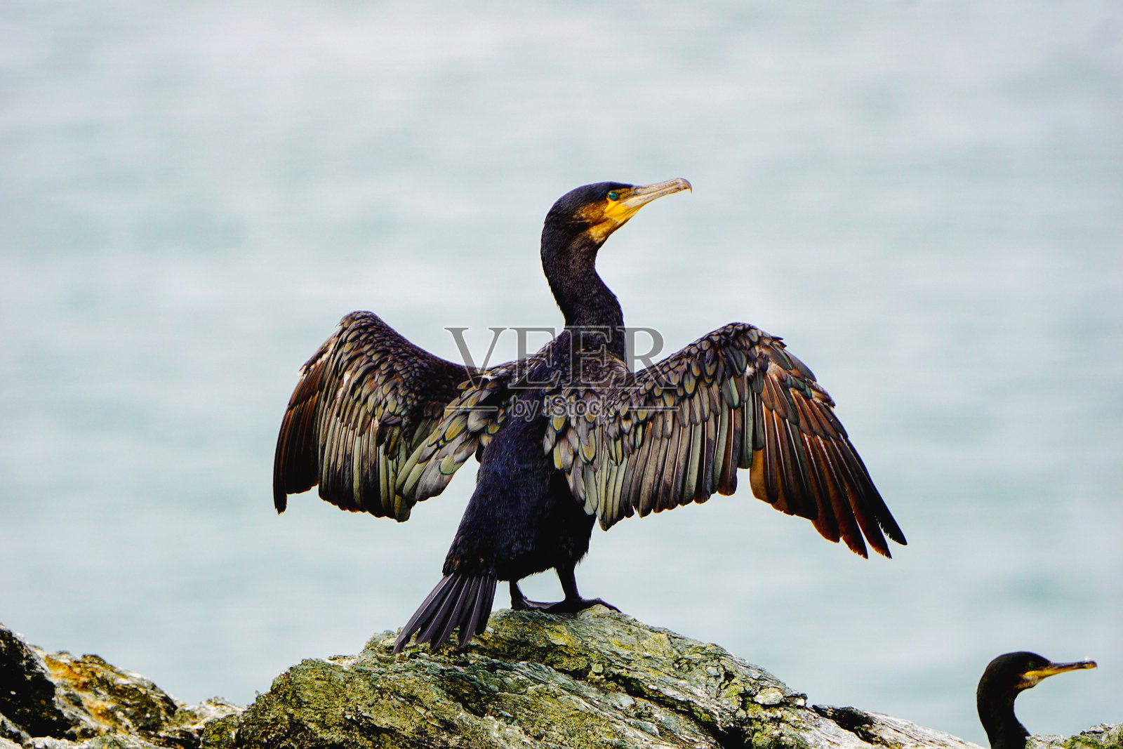 干照片摄影图片