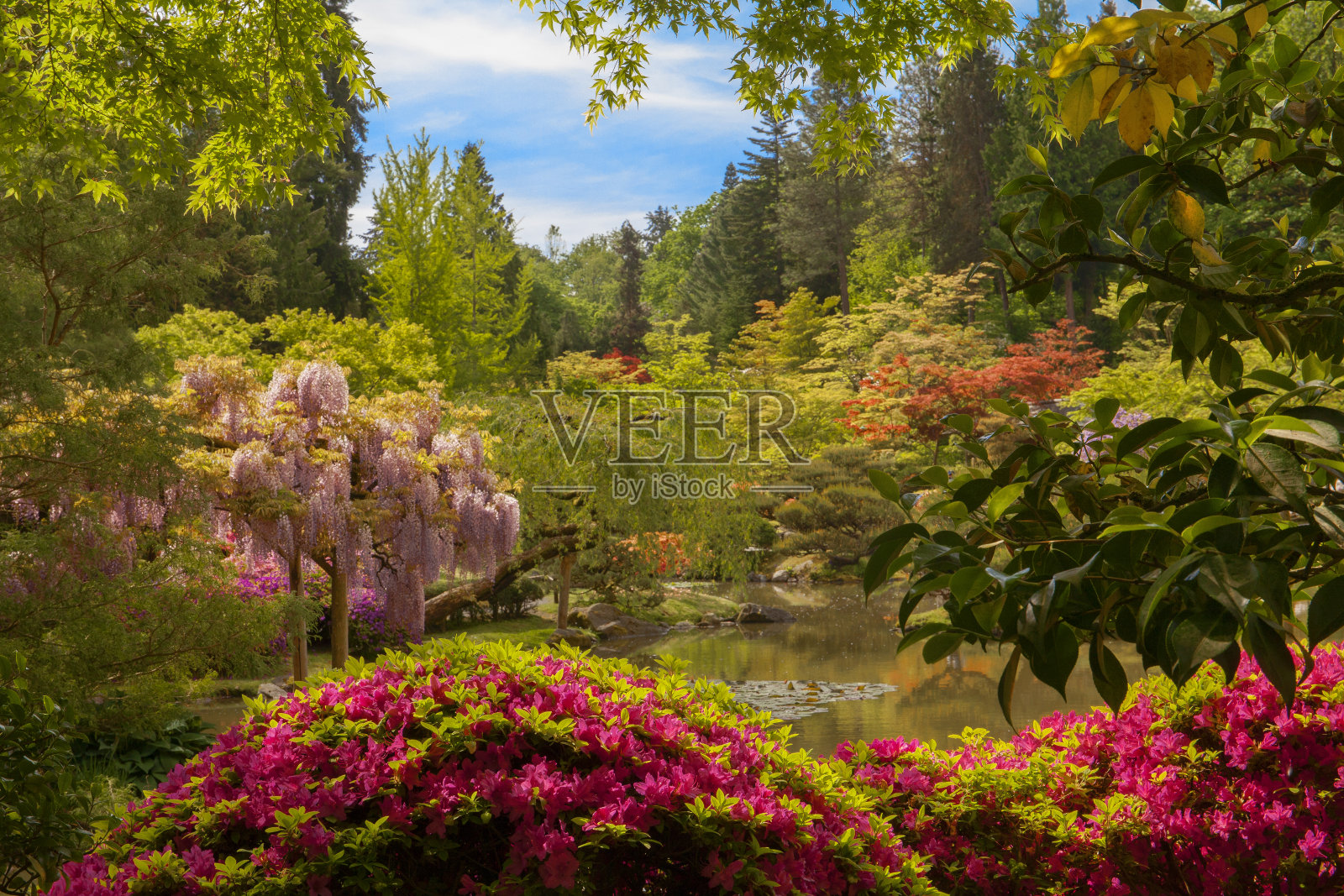 美丽，郁郁葱葱的花园场景在西雅图日本花园在春天照片摄影图片