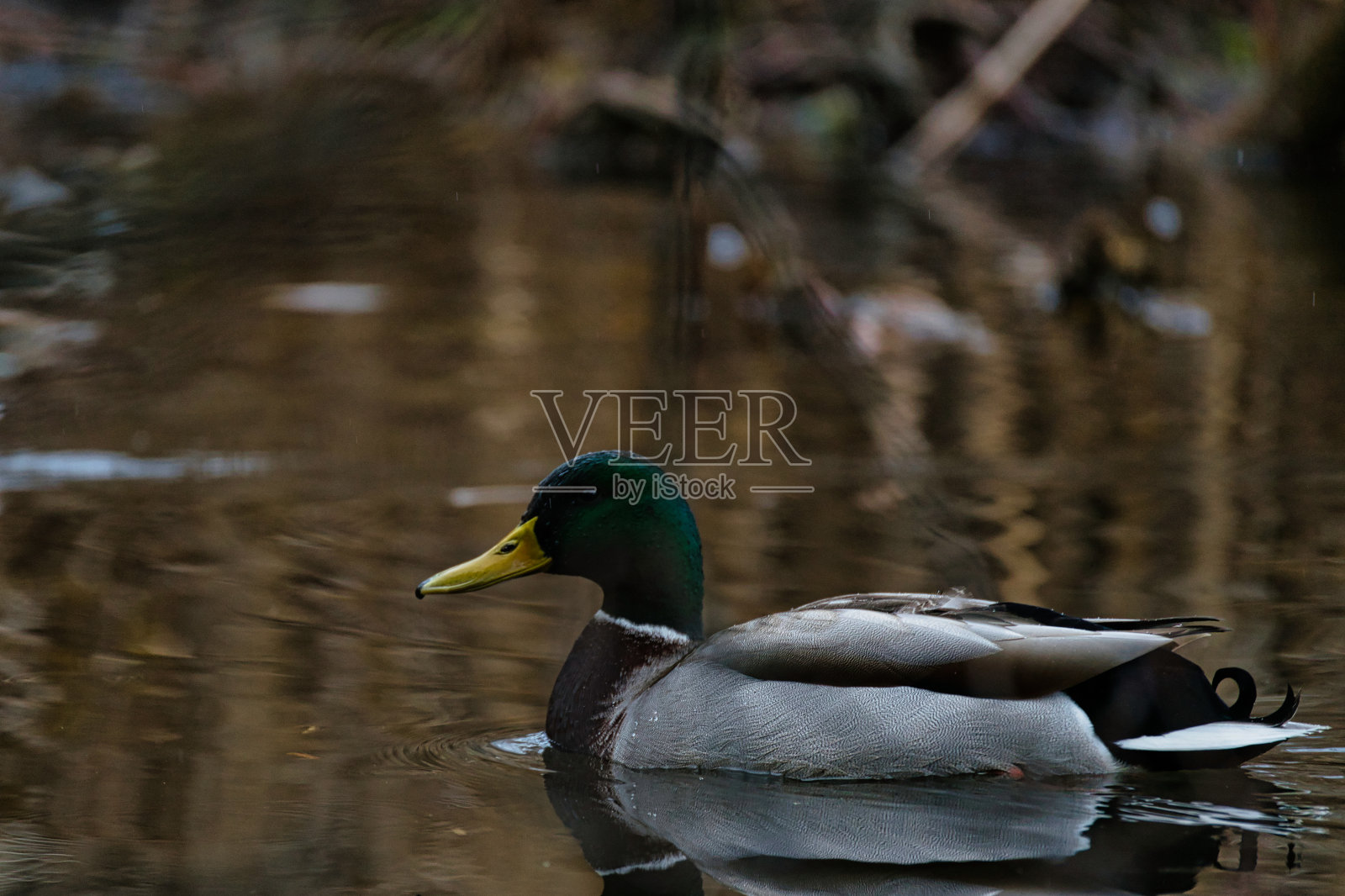 野鸭在水中的倒影照片摄影图片
