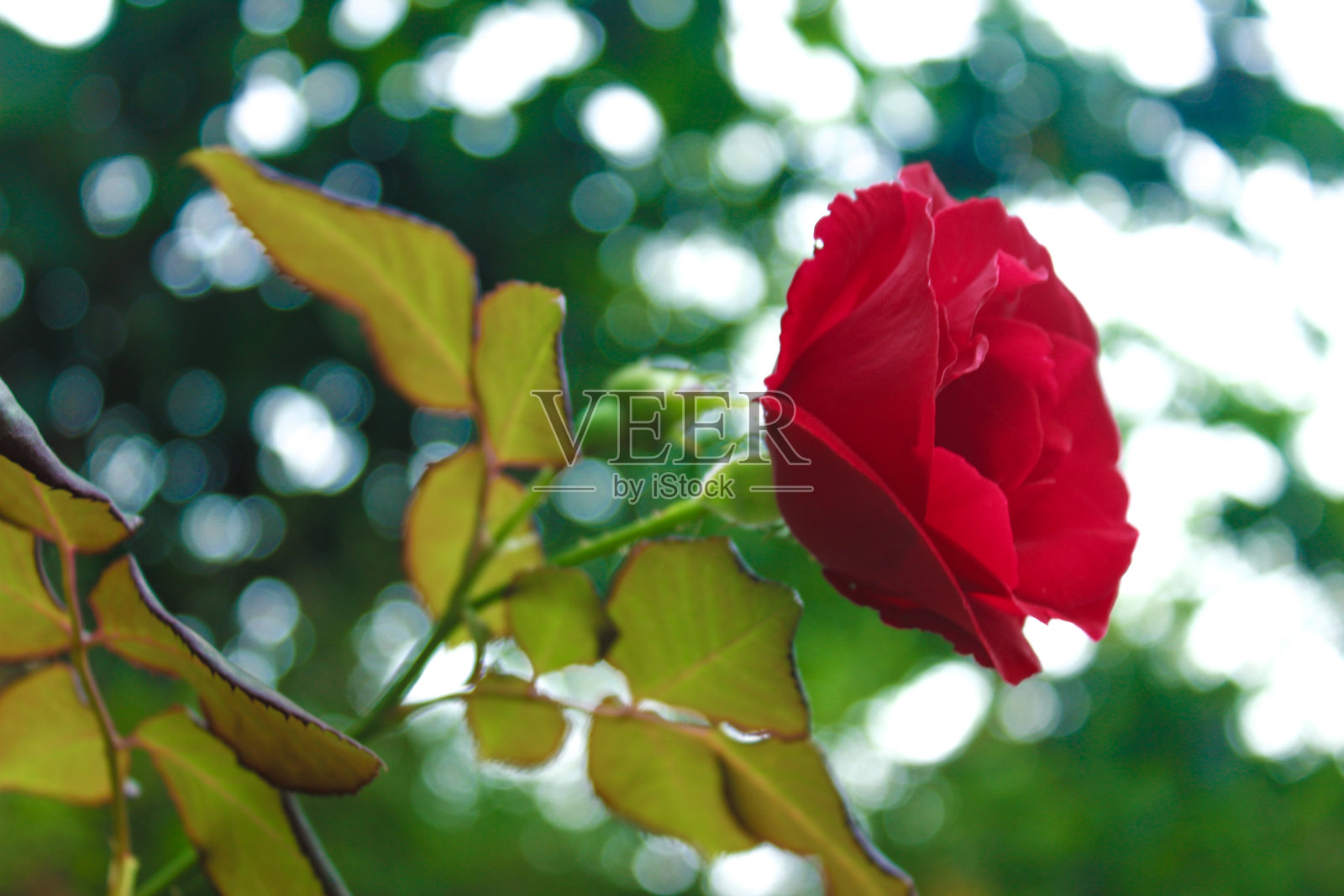 红玫瑰花(蔷薇)和模糊的花园背景。本空间照片摄影图片