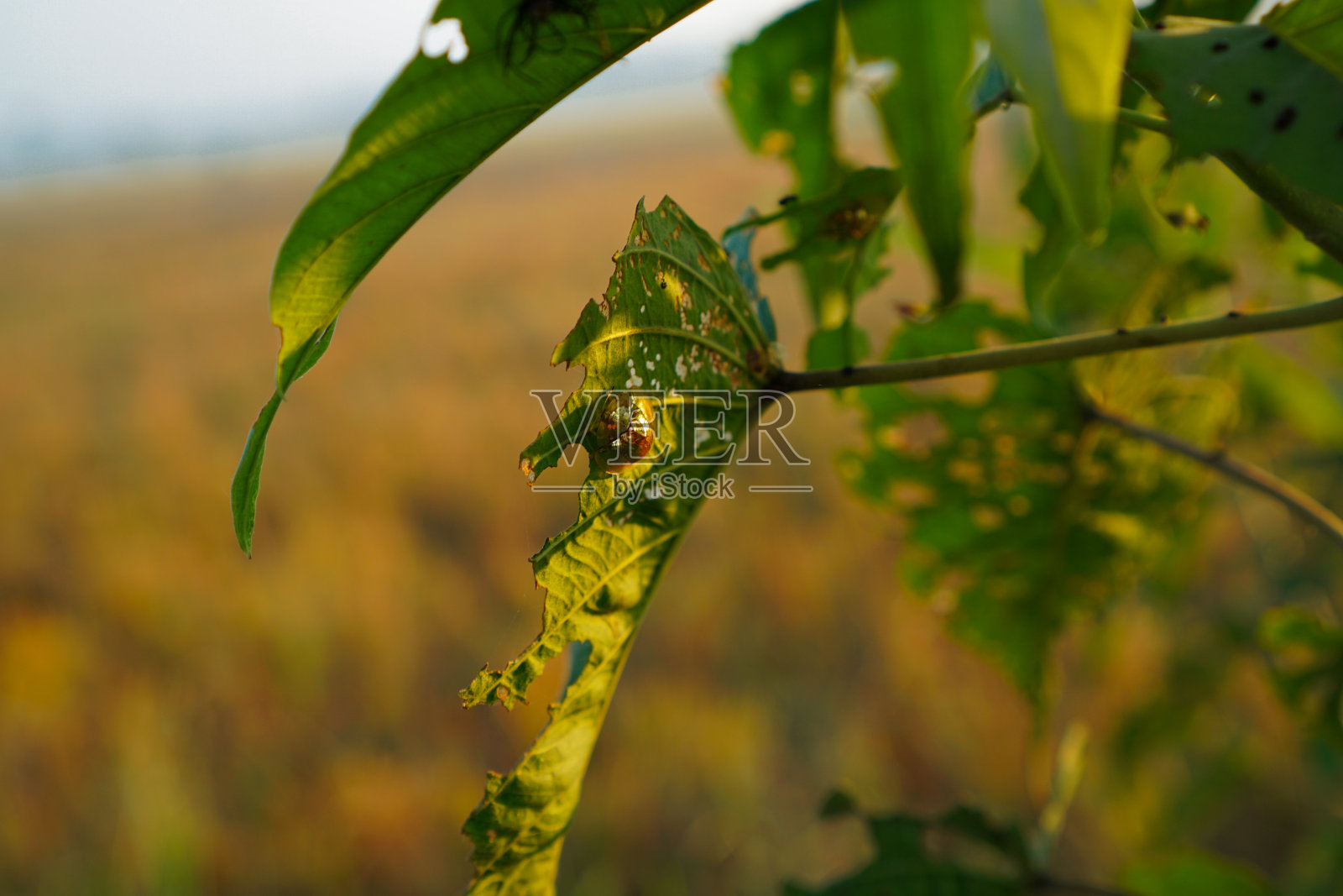 田野里的昆虫照片摄影图片