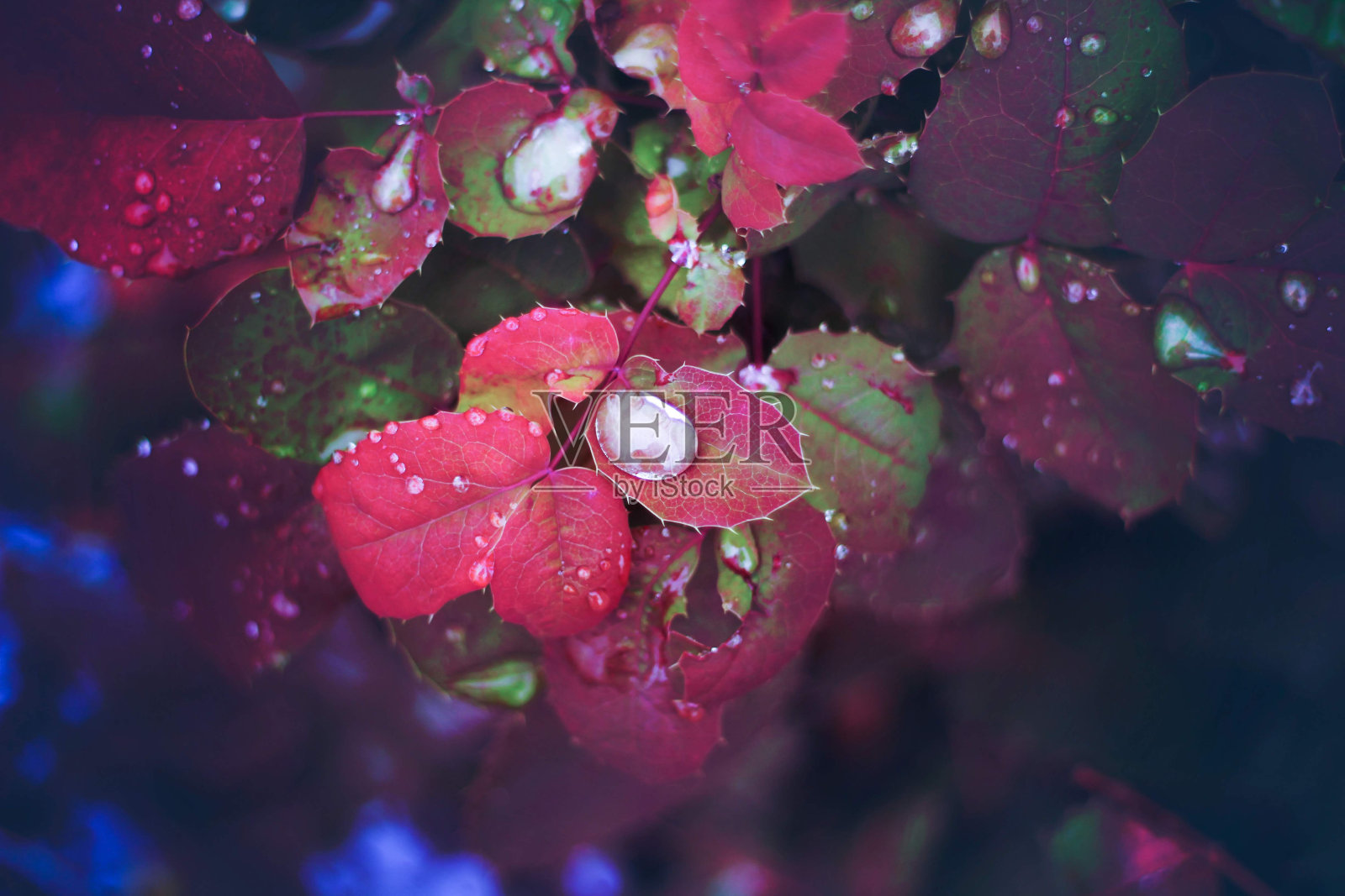 我母亲的花园照片摄影图片