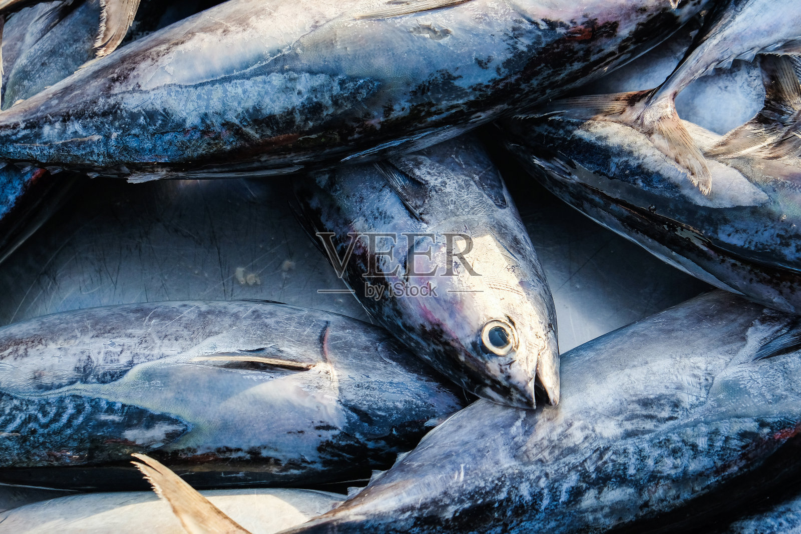 金枪鱼在海鲜市场出售照片摄影图片