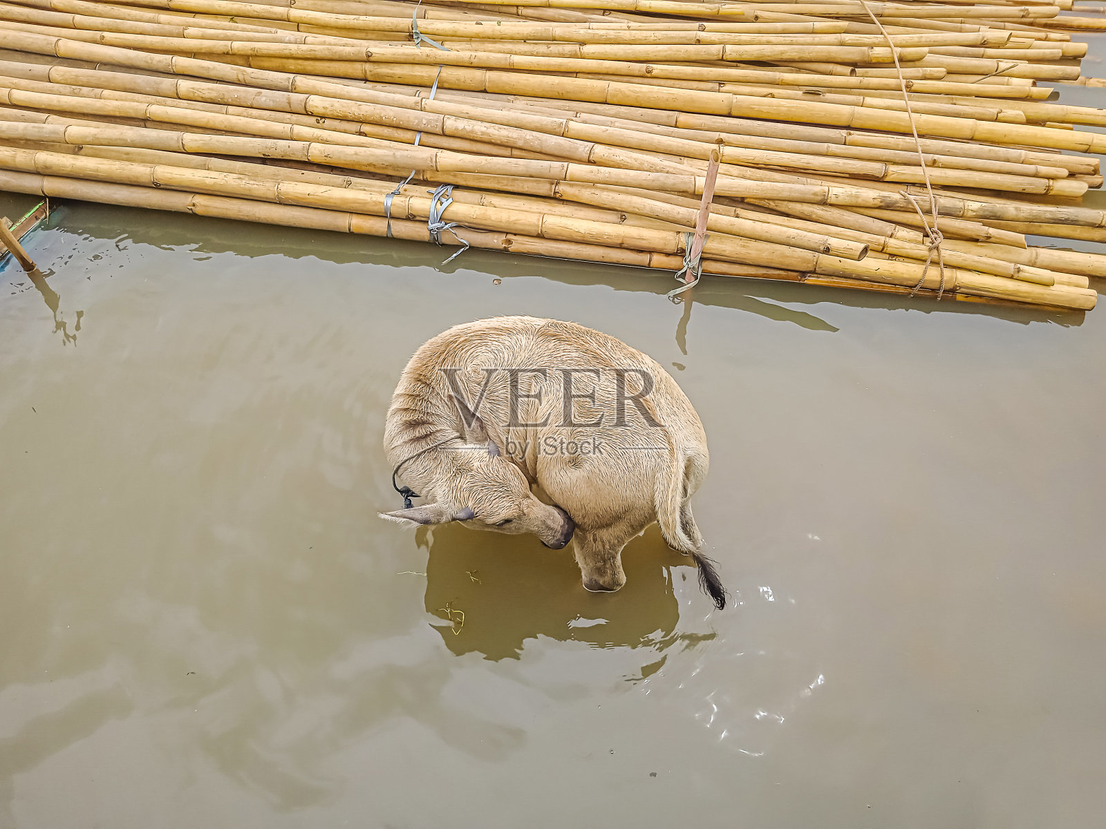 小水牛在河里照片摄影图片