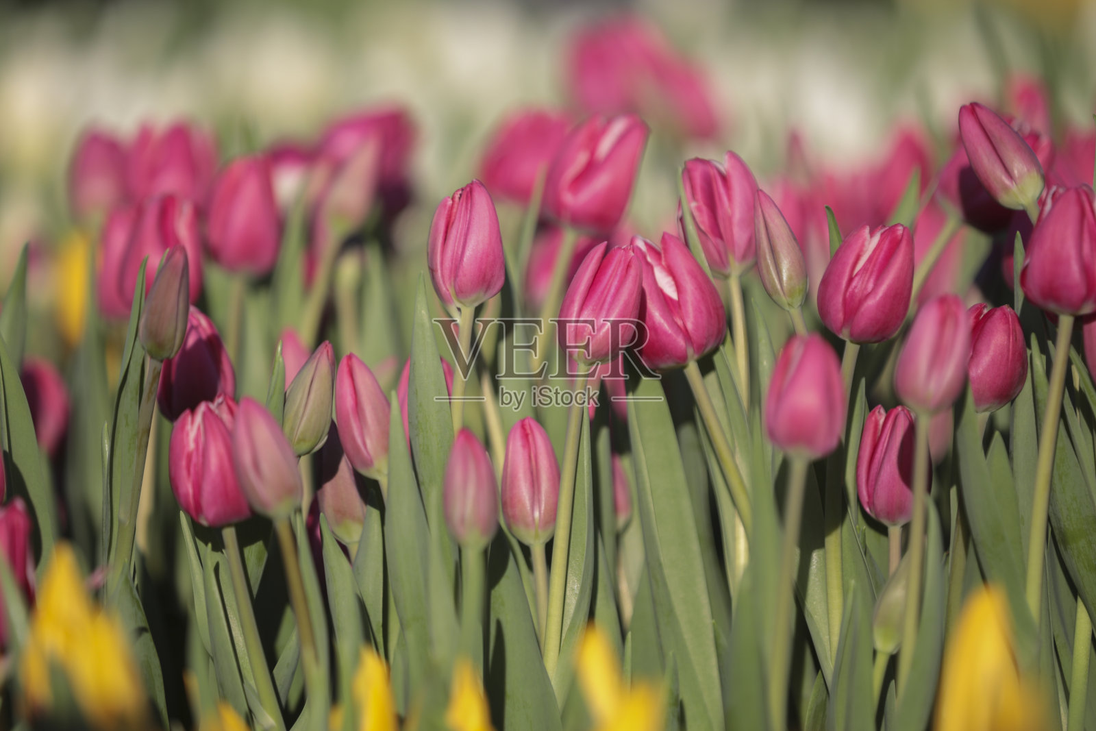 郁金香照片摄影图片