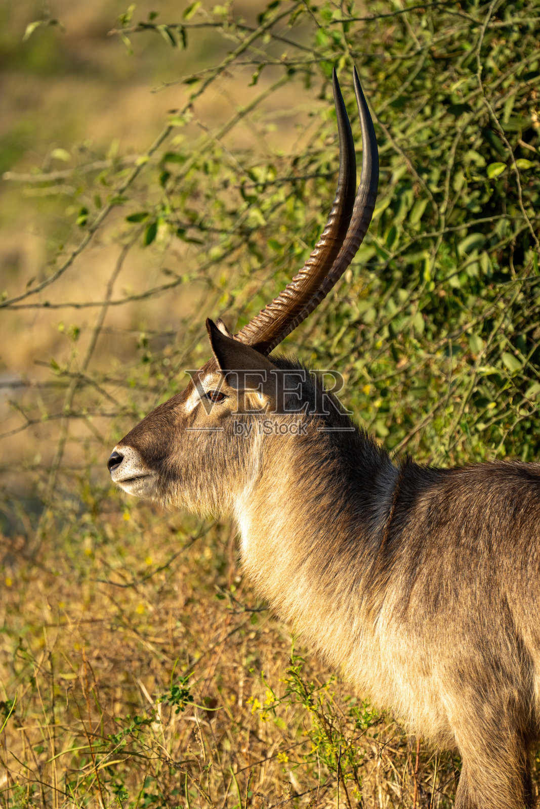 灌木丛旁的雄性普通水羚的特写照片摄影图片