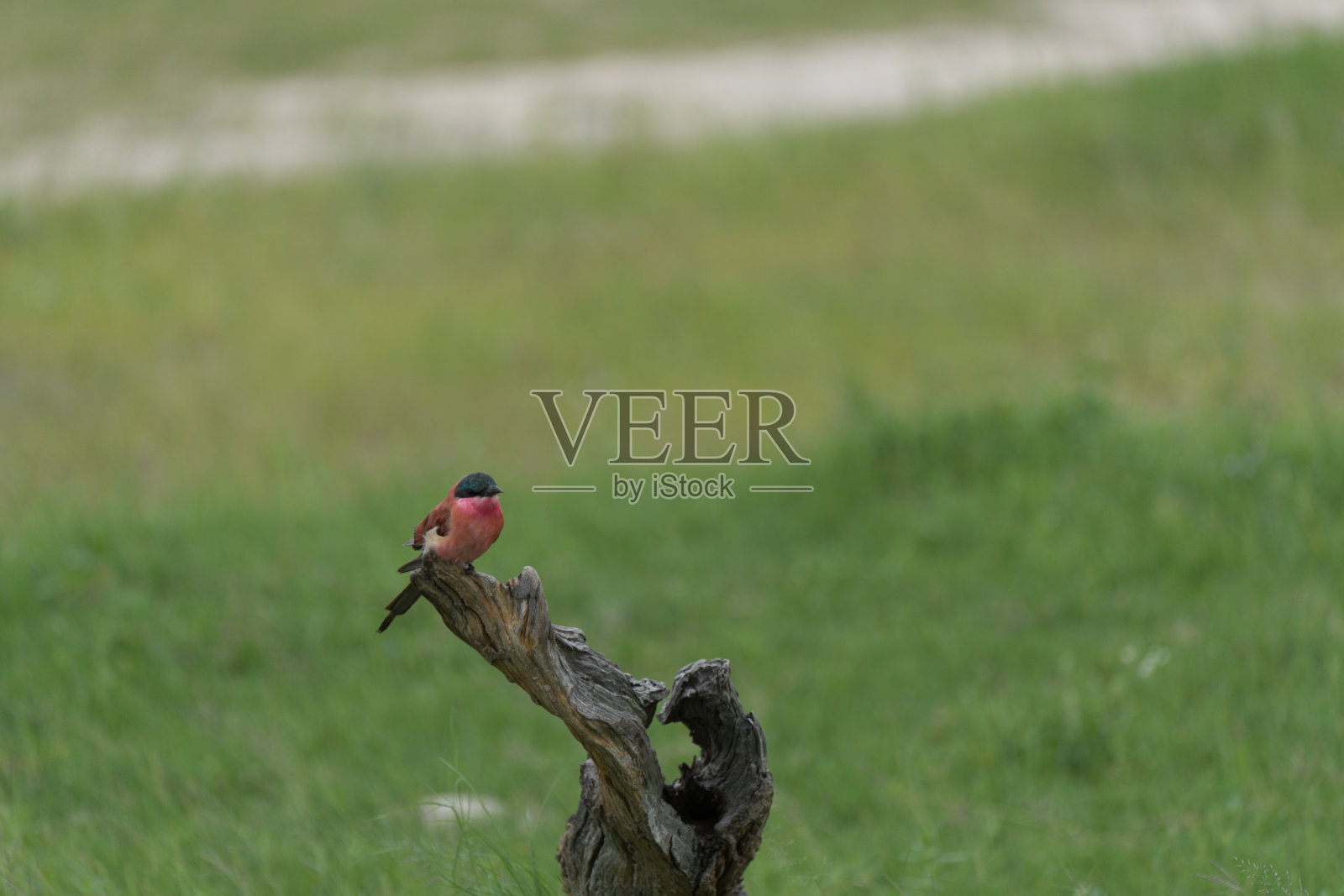 在树枝上的食蜂者照片摄影图片
