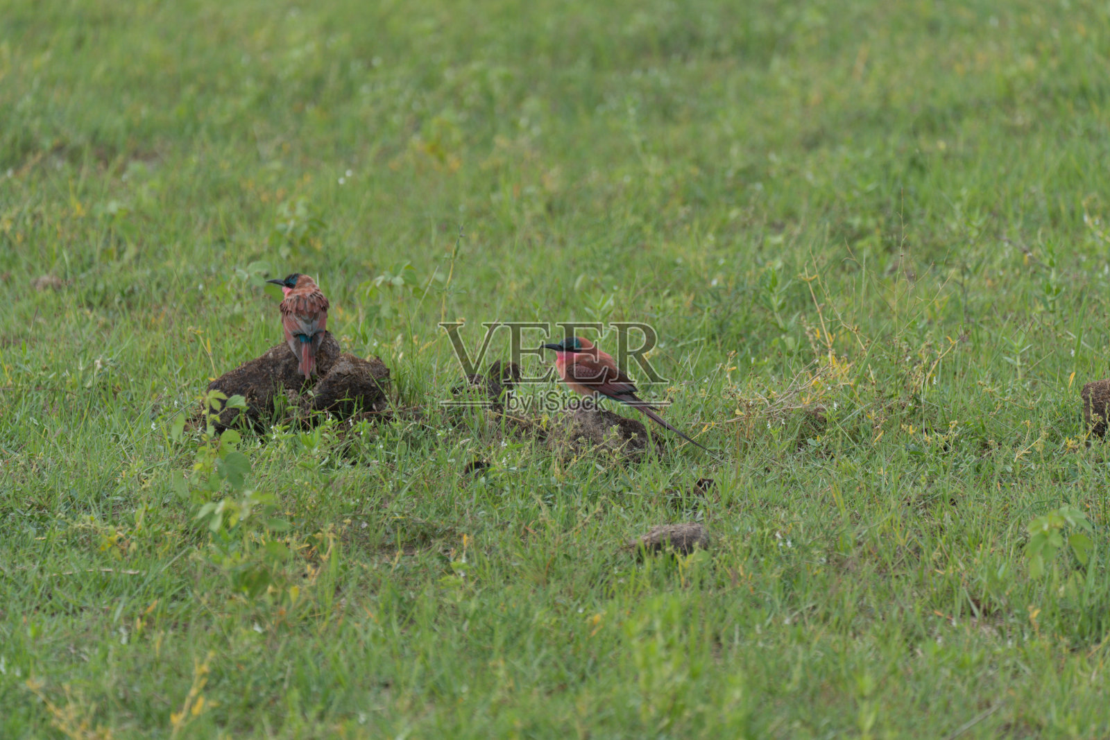 一对食蜂鸟照片摄影图片