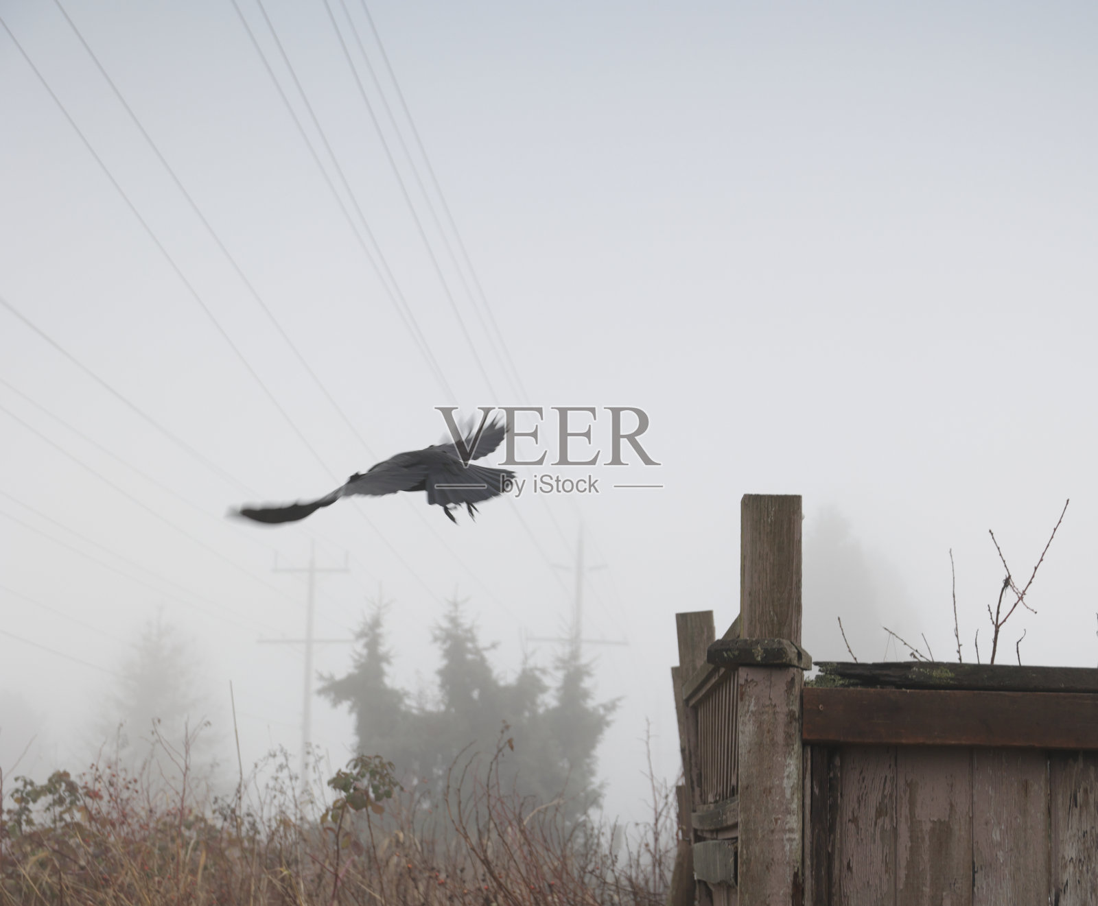 加拿大有雾的早晨乌鸦飞照片摄影图片