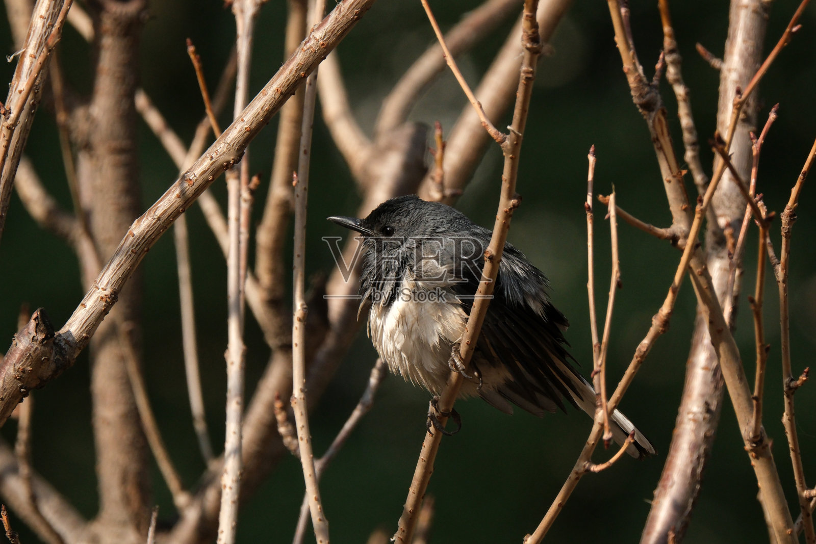 蝴蝶属照片摄影图片