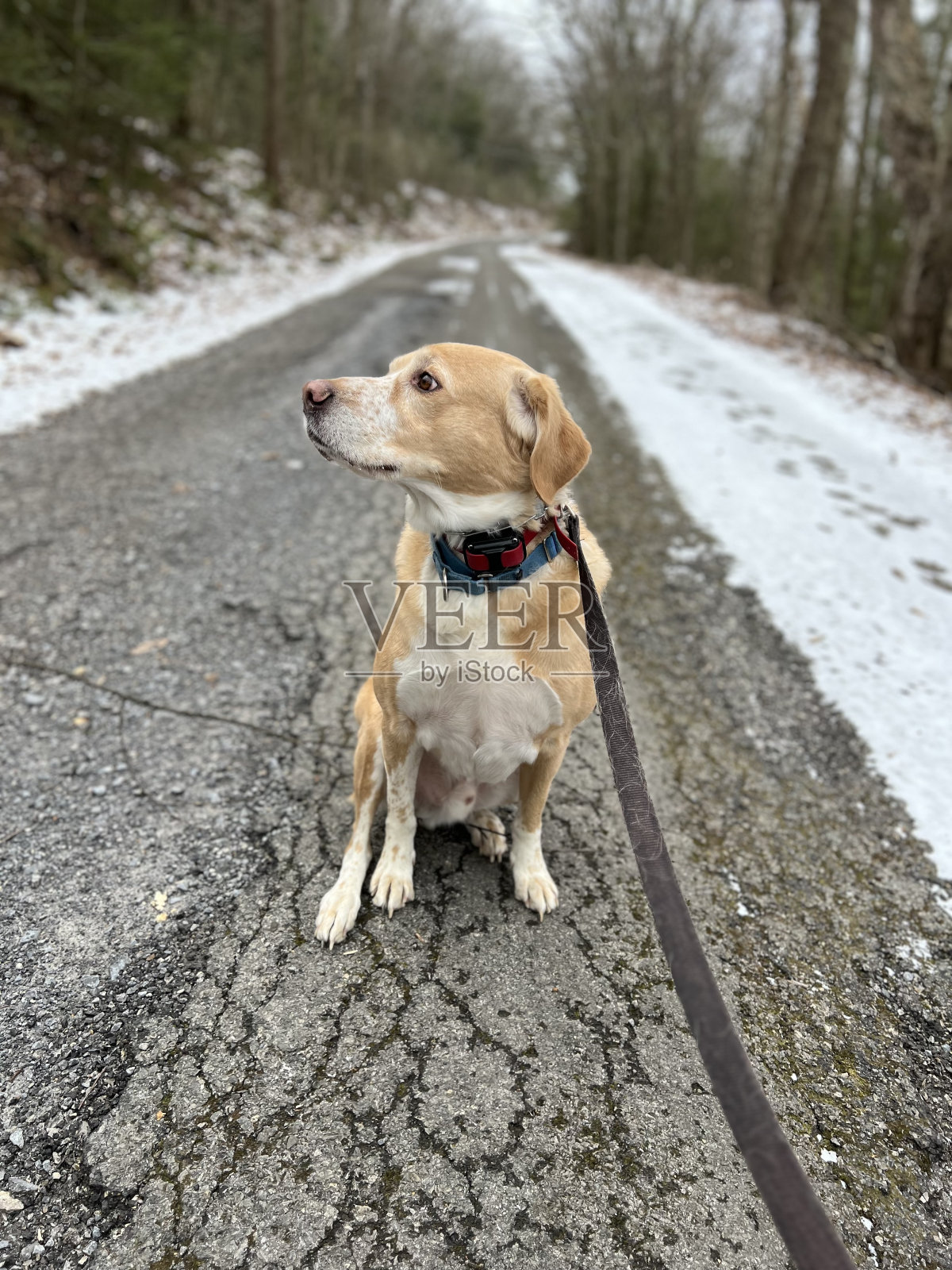 冬狗散步照片摄影图片
