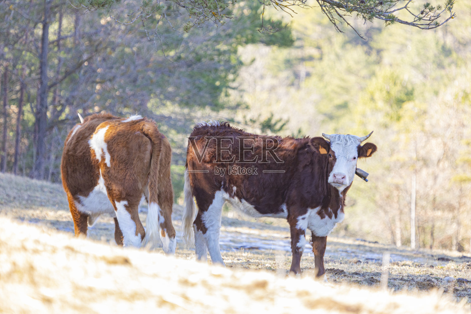 产于比利牛斯山东南部的一种牛。照片摄影图片
