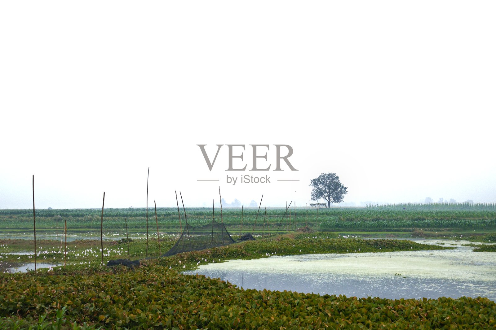 湿地照片摄影图片