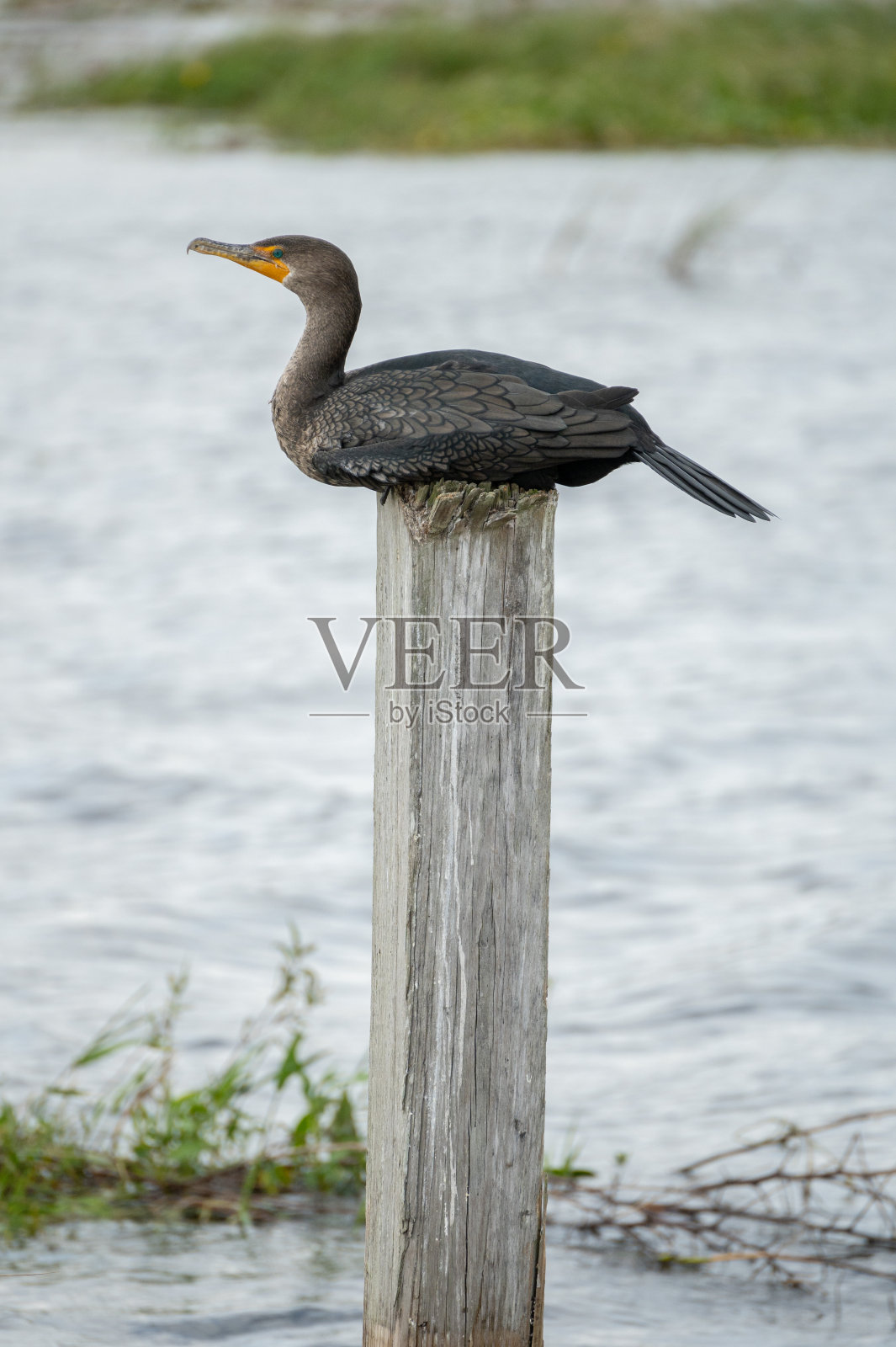 鸬鹚坐在柱子上照片摄影图片