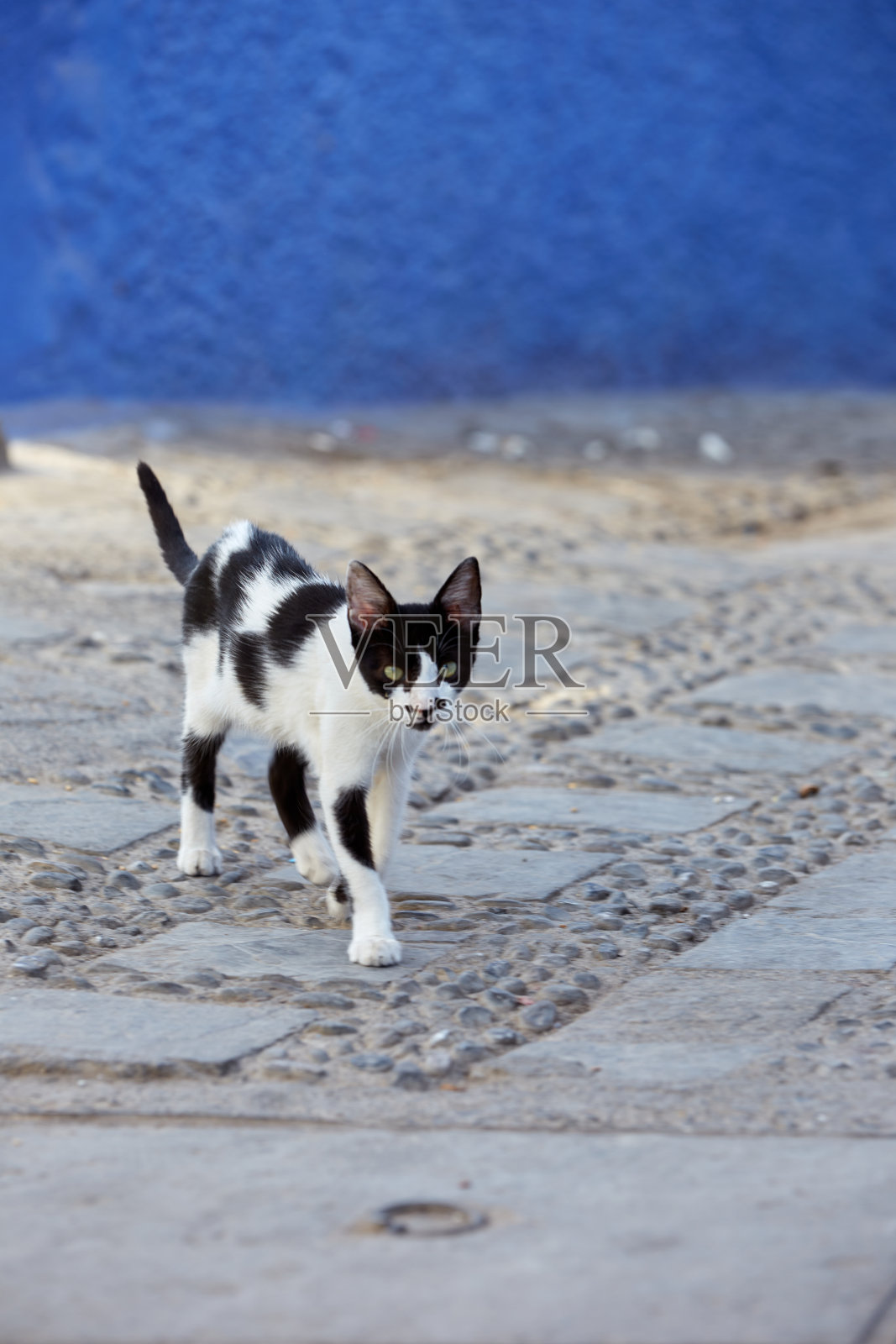 猫照片摄影图片