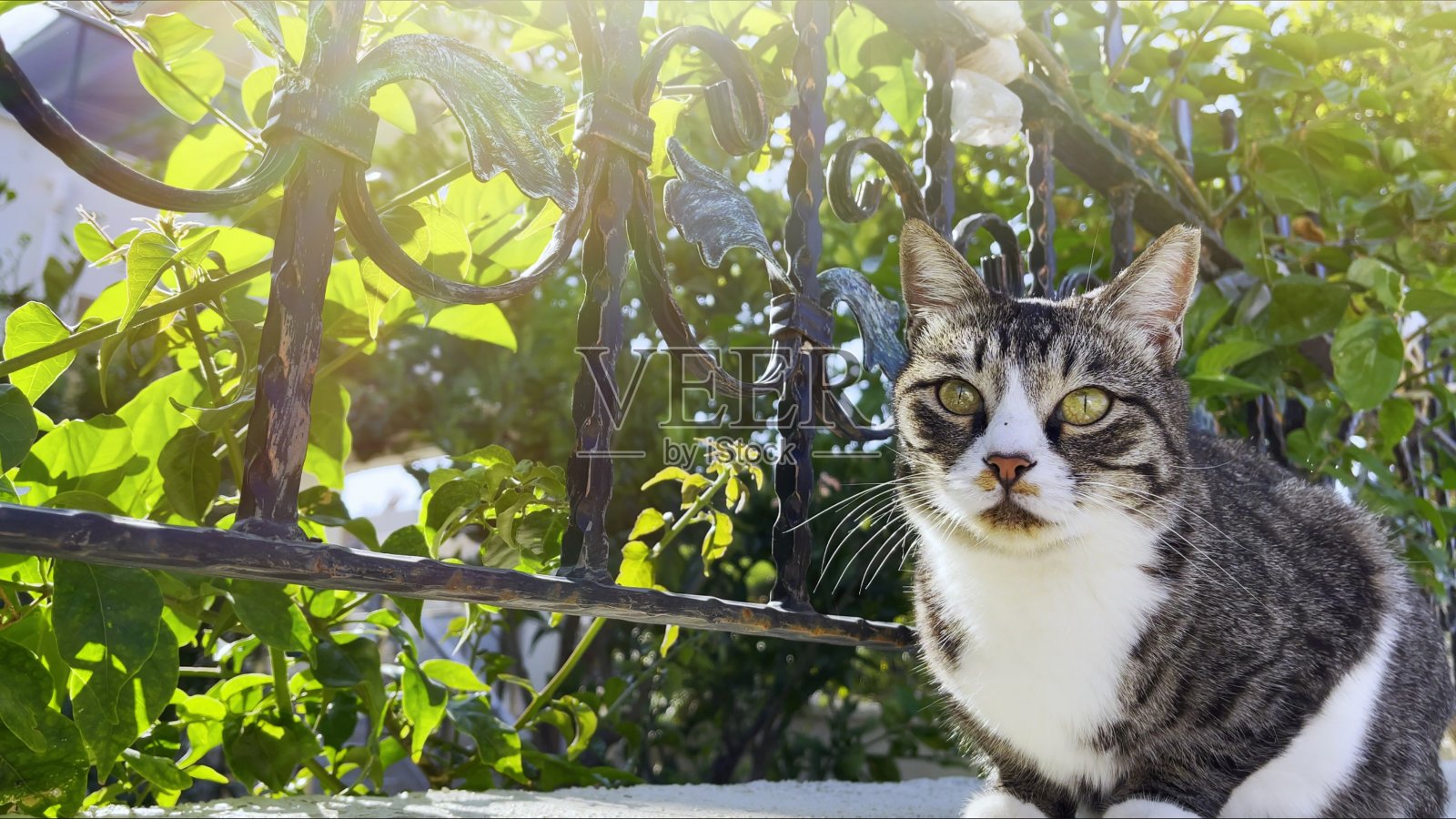 可爱的哺乳动物宠物猫照片摄影图片