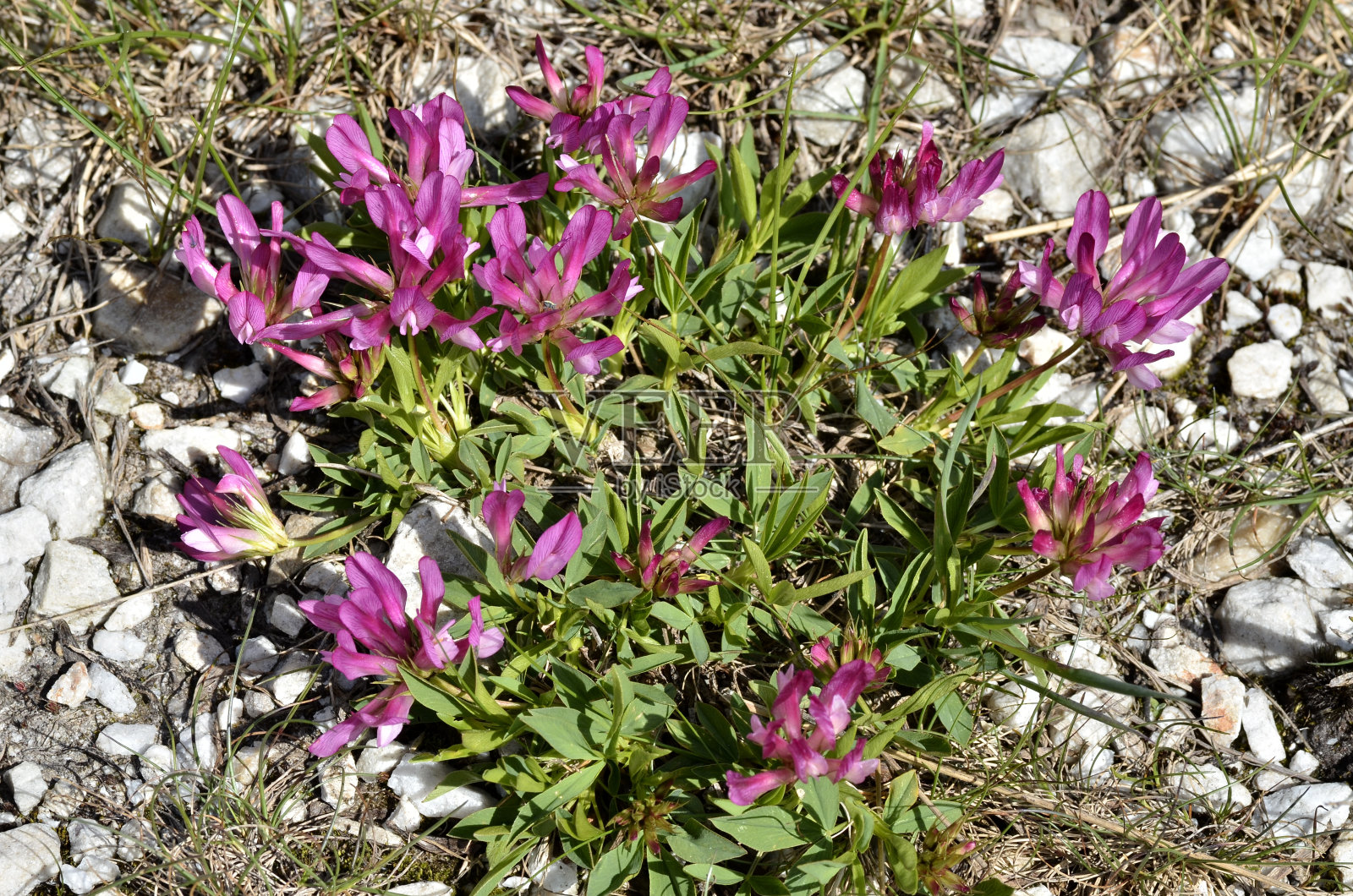 法国阿尔卑斯山的高山三叶草花照片摄影图片