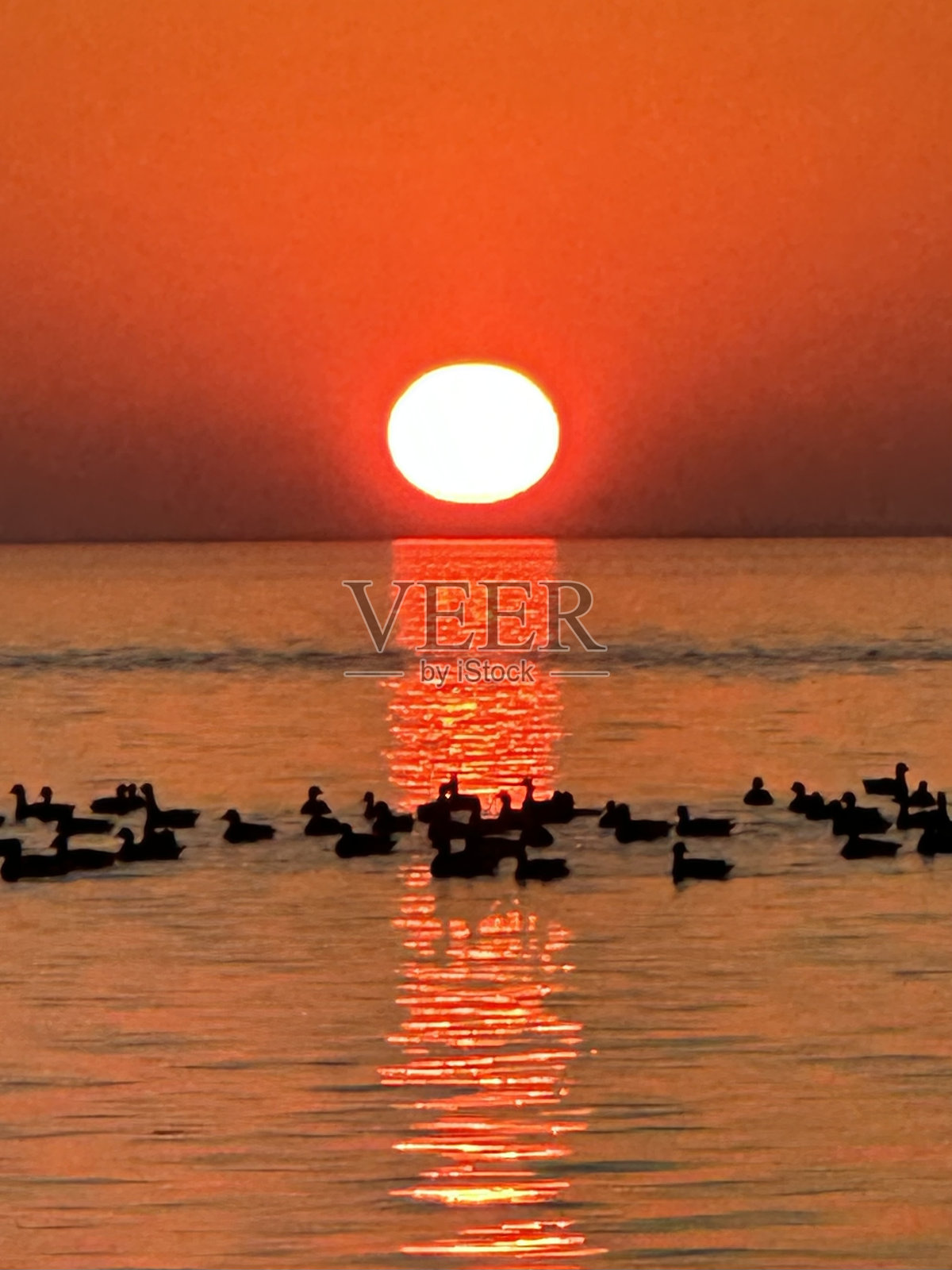 鸭子黄昏照片摄影图片