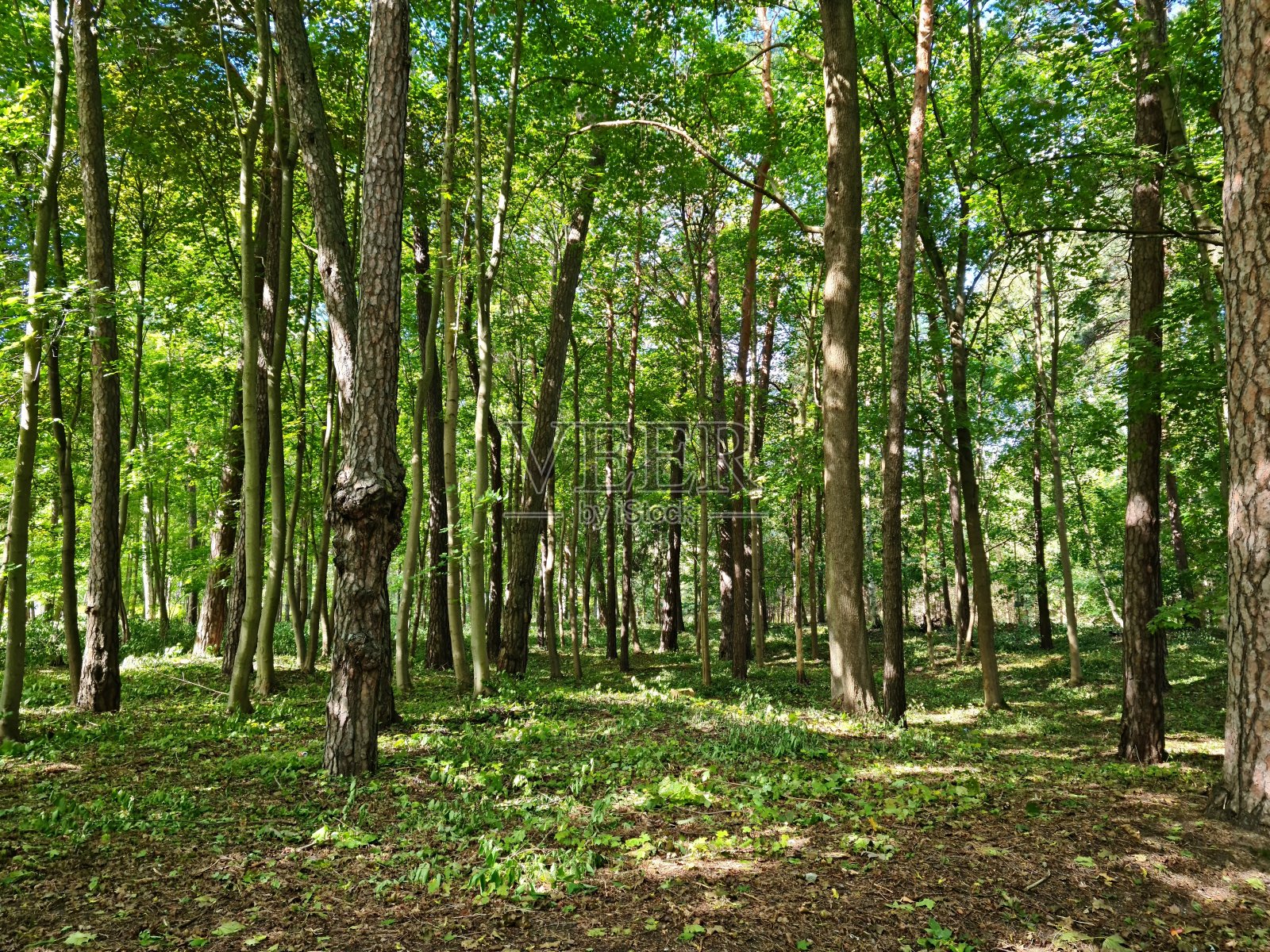 海湾岸边的小森林里，小树纤细的树干照片摄影图片