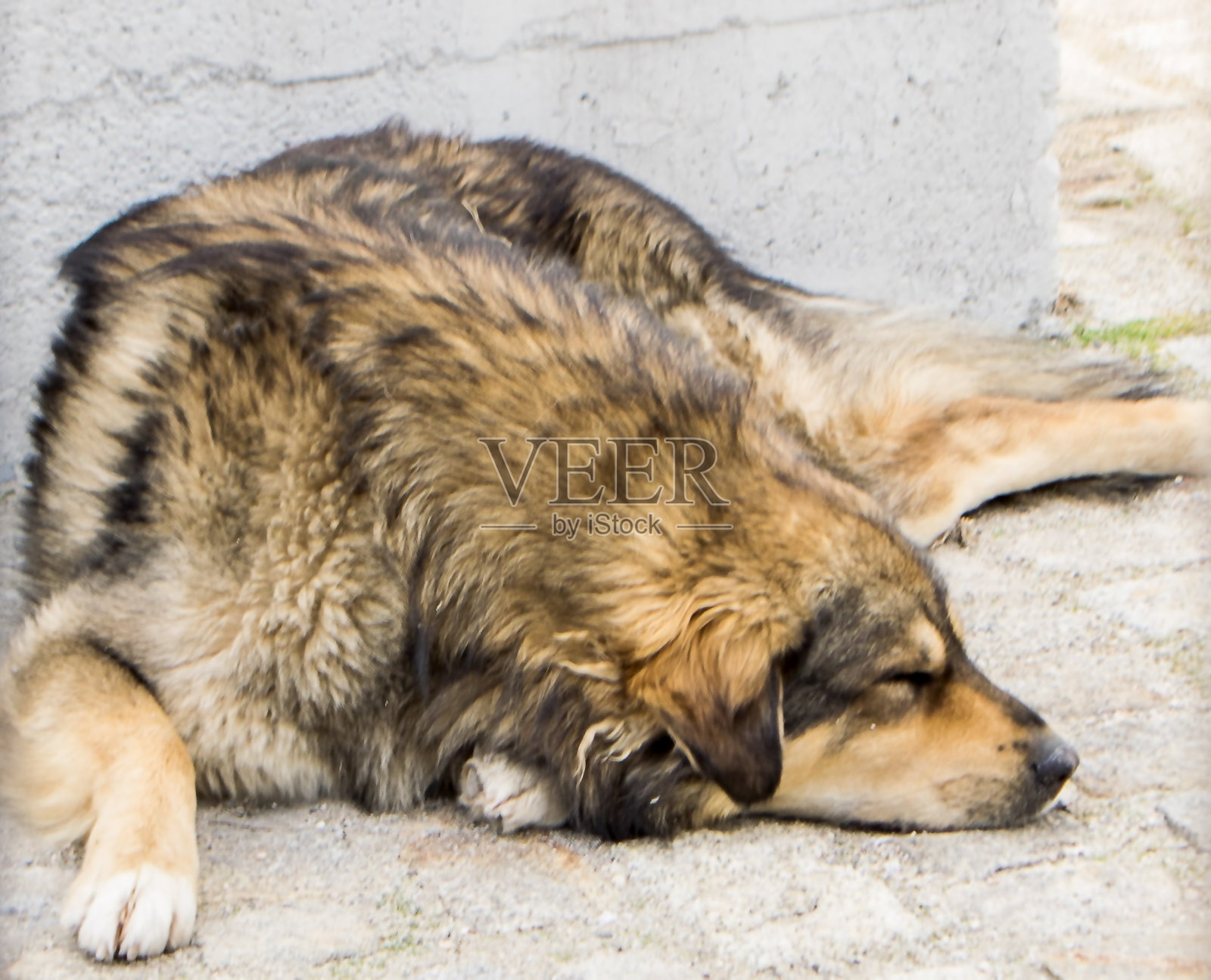 流浪狗睡在街上照片摄影图片