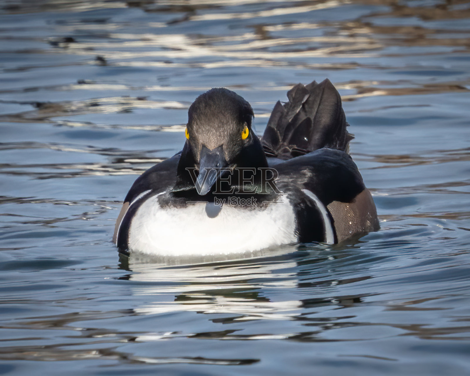 兜帽秋沙犬在北美东半部和太平洋西北地区的森林湿地繁殖，也可能在没有树木的湿地筑巢，那里有人们搭建的巢箱照片摄影图片