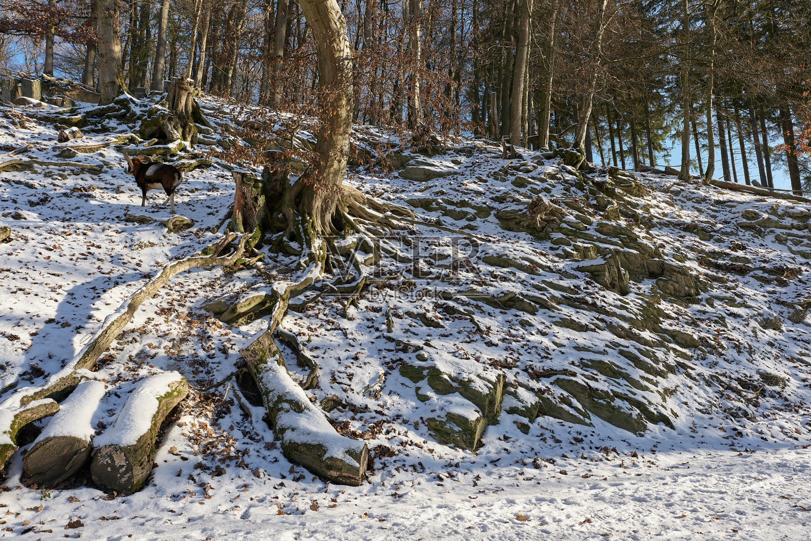 冬季森林景观照片摄影图片