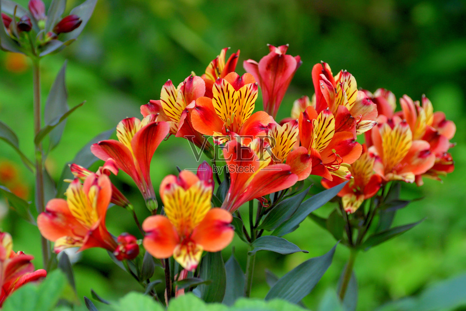 秘鲁百合:花照片摄影图片