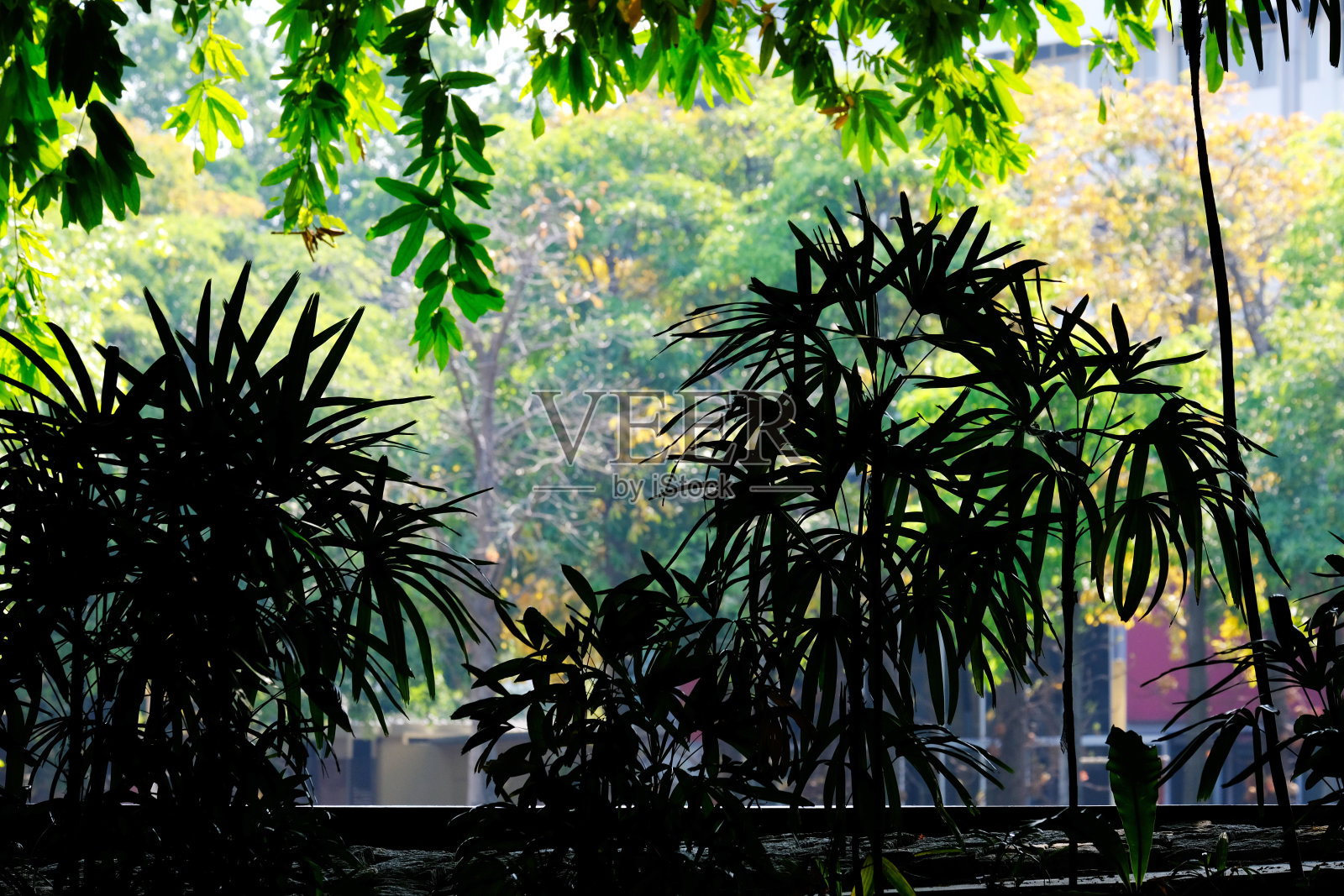 叶轮廓照片摄影图片