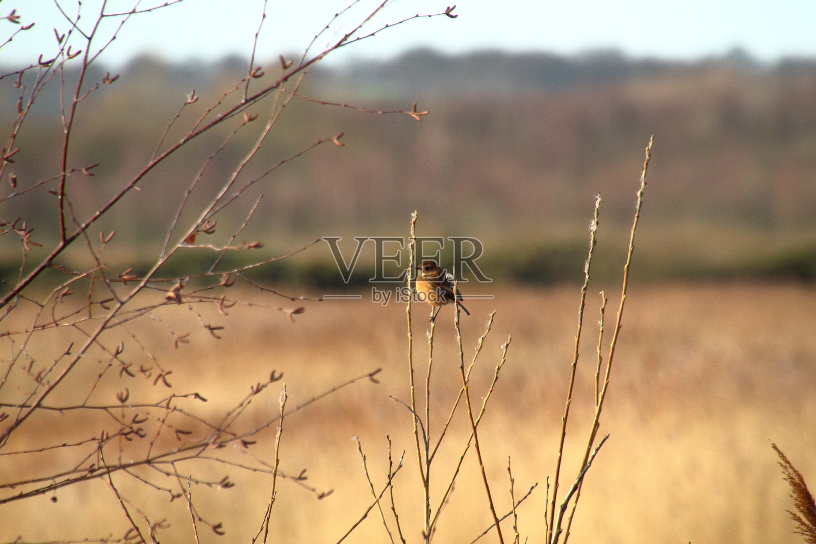 石聊停在一根小树枝上照片摄影图片