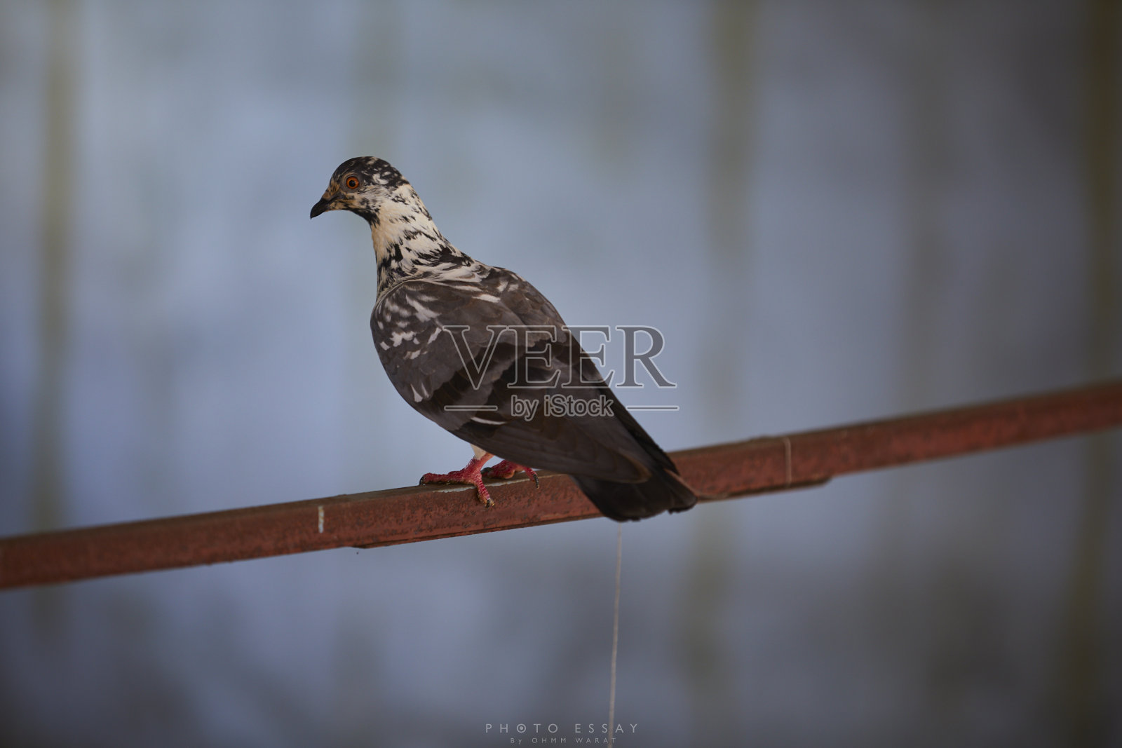岩鸽照片摄影图片