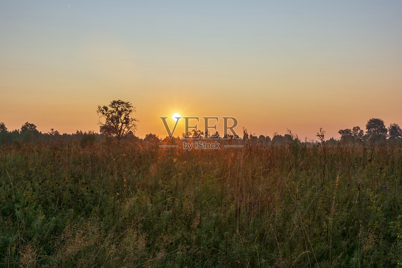 晨雾弥漫的田野照片摄影图片