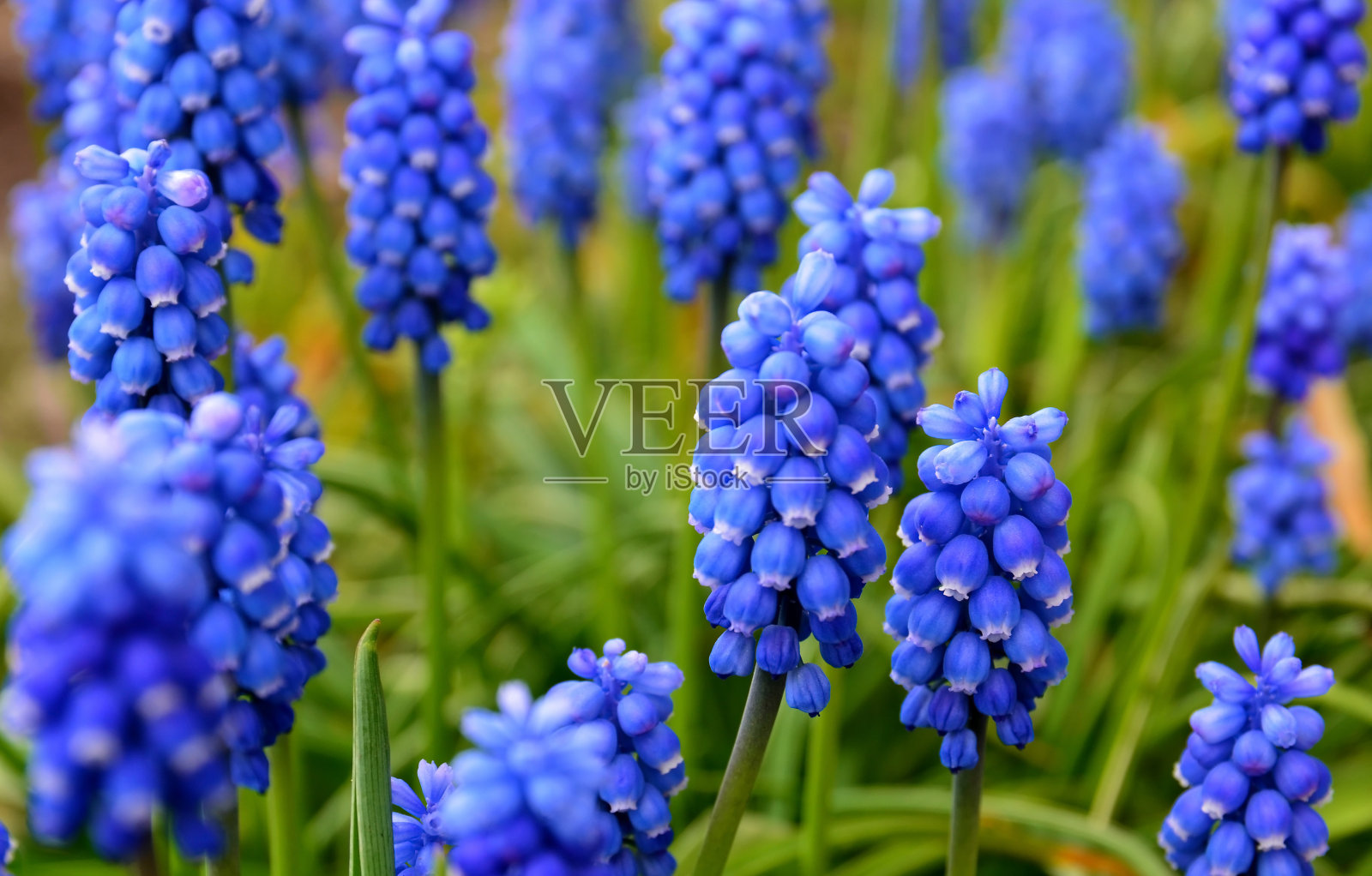 蓝色葡萄风信子花在模糊的春天花园背景。Muscari armeniacum。春天的花卉概念。照片摄影图片