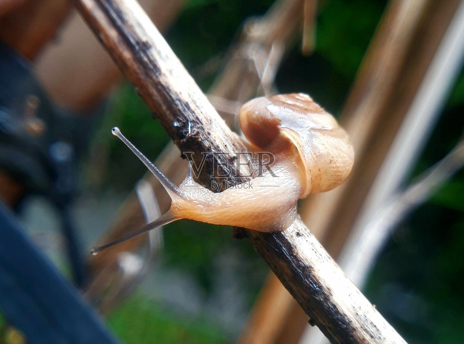 花园蜗牛照片摄影图片