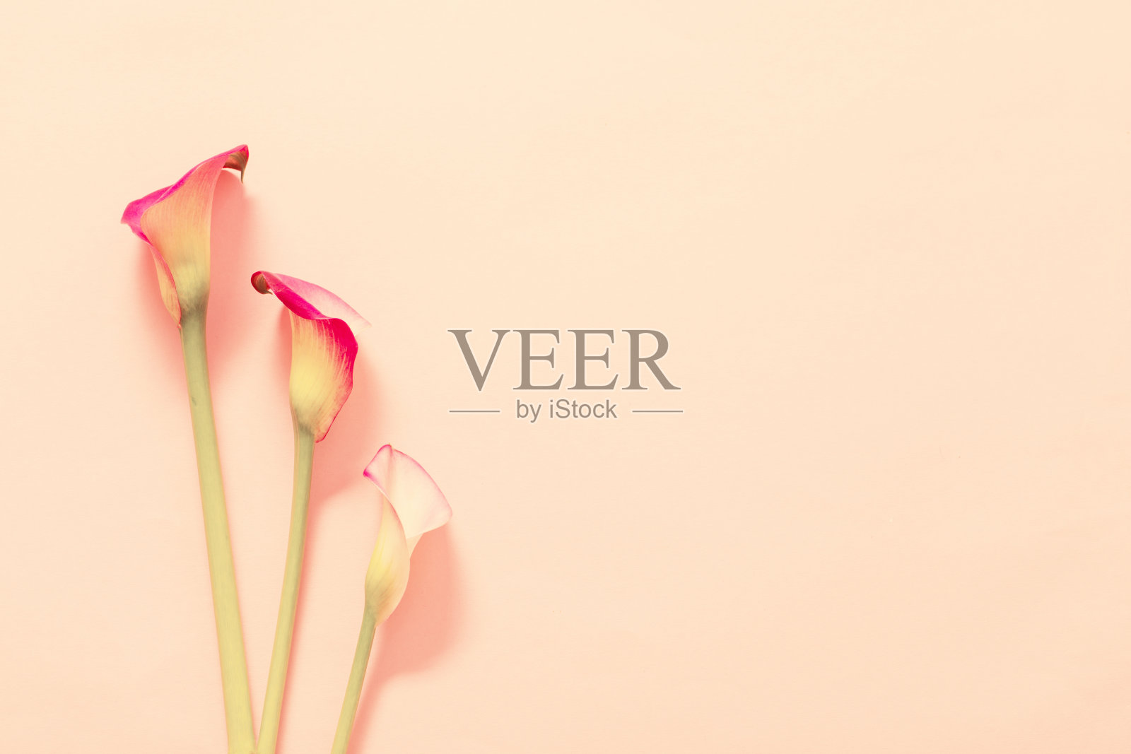 纸背景上有美丽的马蹄莲花照片摄影图片