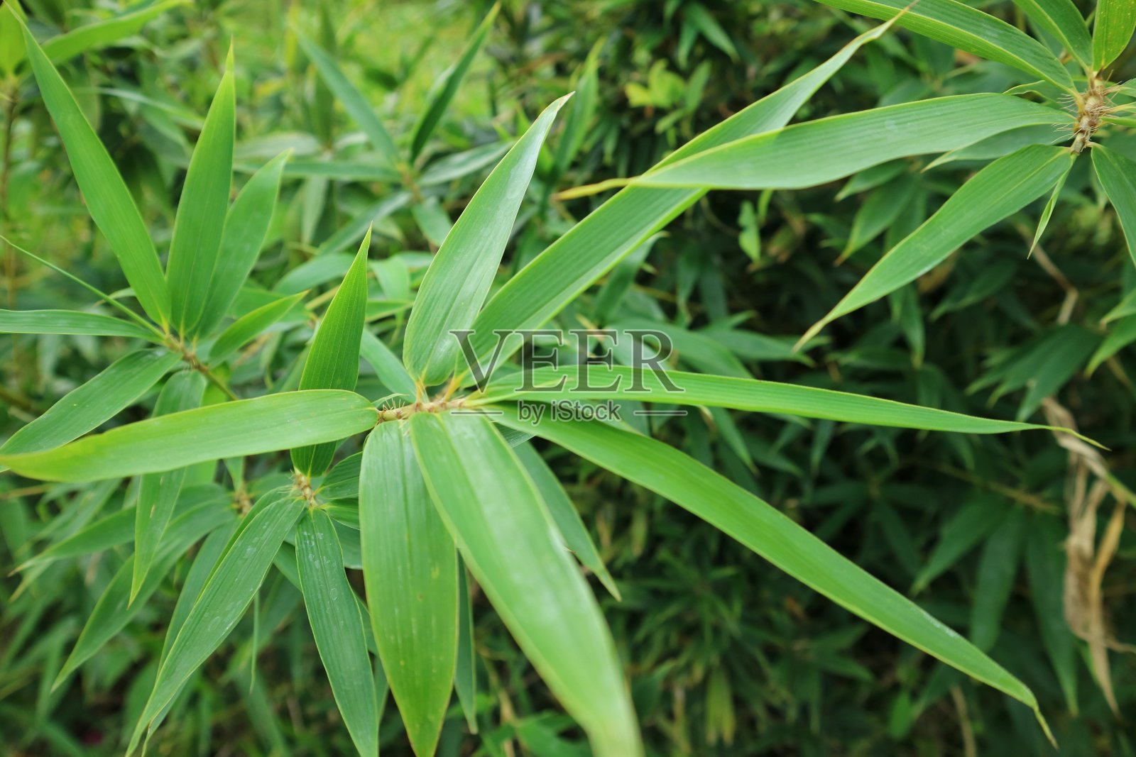 Sasaella ramosa在自然花园。牧野。矮竹。伞竹巨叶在花园里。Fargesia murielae Jumbo。照片摄影图片