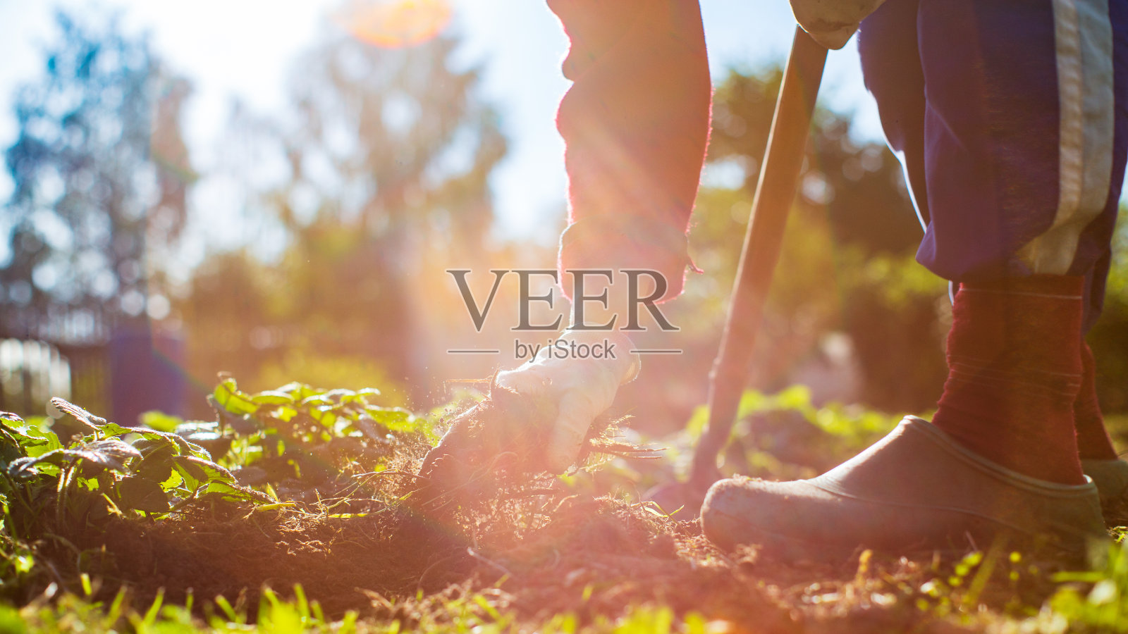 农民用手工工具在花园里耕地。土壤松动。园艺的概念。种植园里的农业工作照片摄影图片