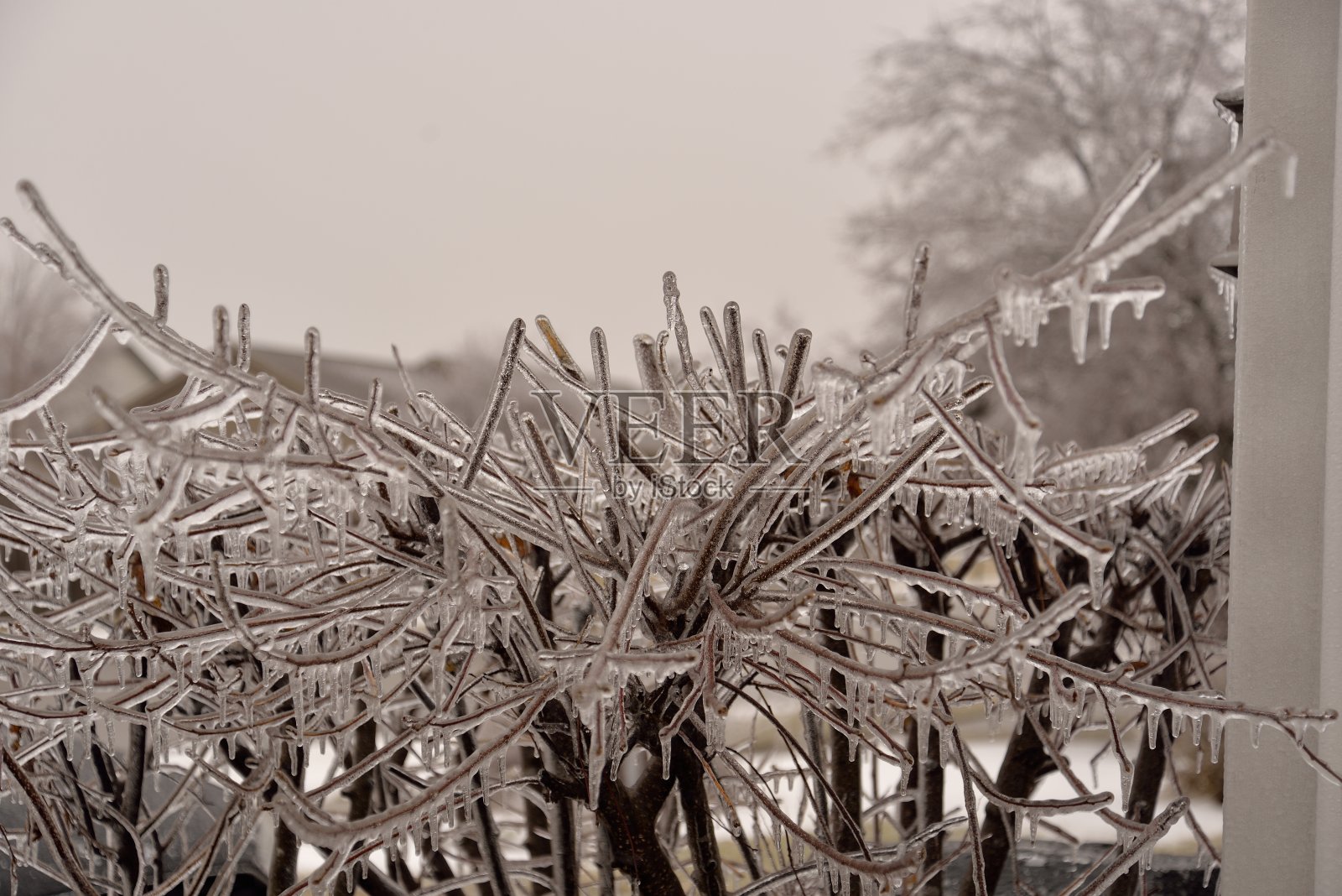 树枝上结了厚厚的冰。照片摄影图片