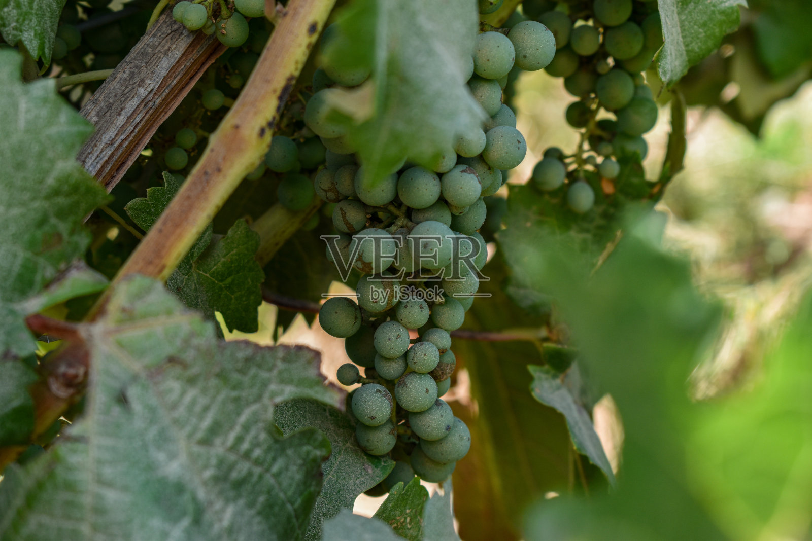葡萄园里的绿葡萄照片摄影图片