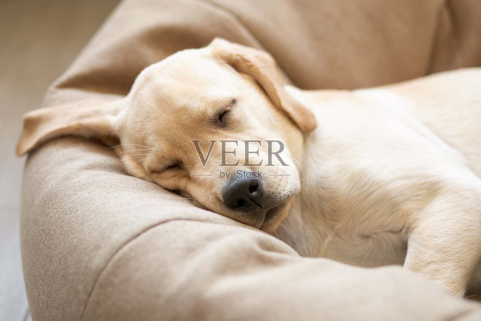 这是一只黄色拉布拉多犬的头部特写，这只小狗睡在狗床上，一只耳朵耷拉着。照片摄影图片