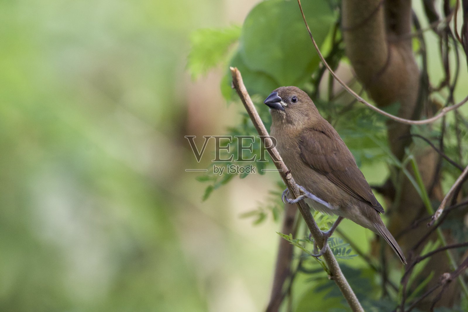 小鸟停在树枝上照片摄影图片
