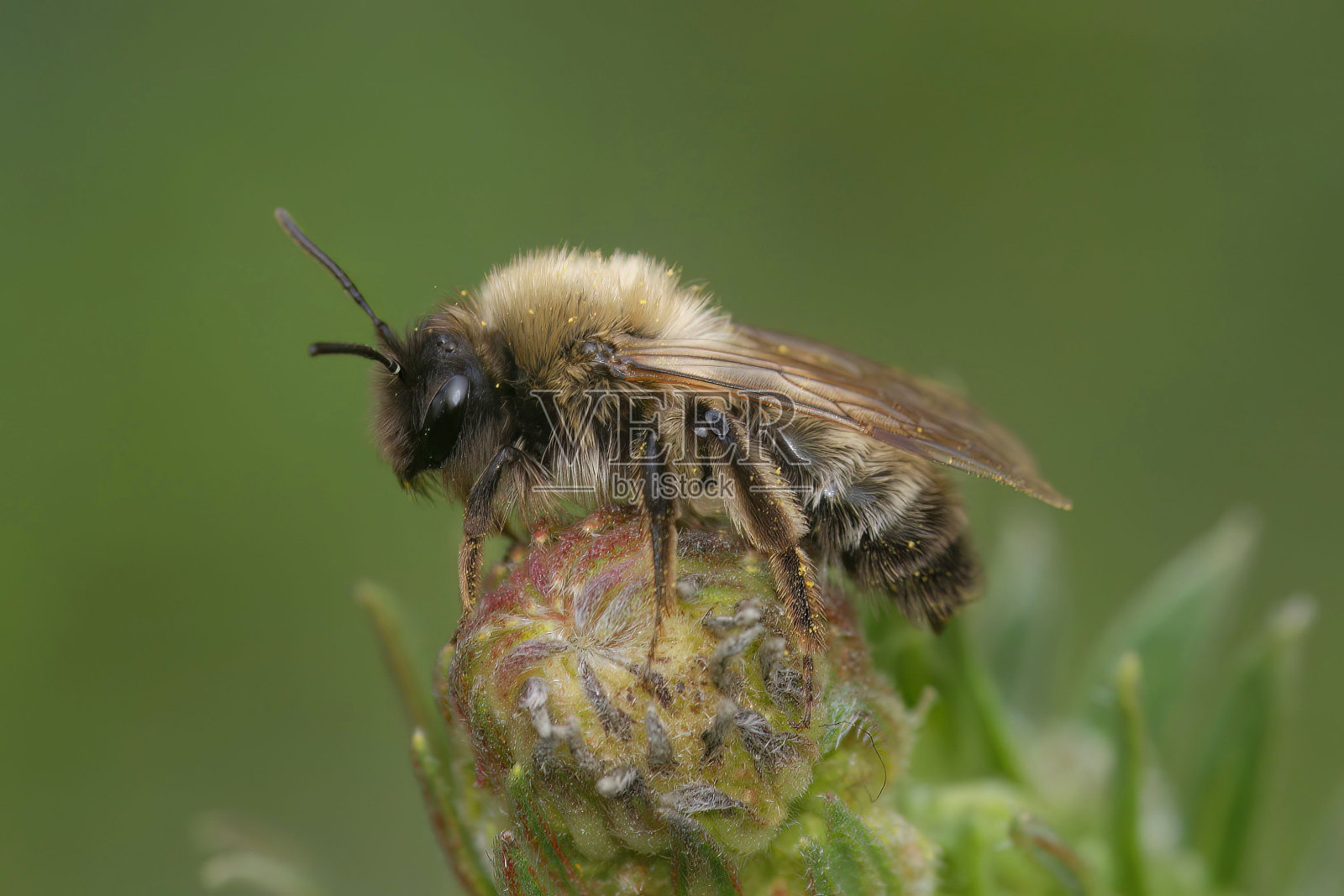 一个濒临灭绝的雌夜仙矿工特写，Andrena夜仙坐在植被上照片摄影图片