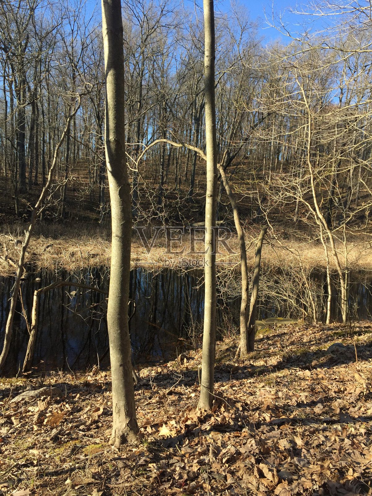 山毛榉树照片摄影图片